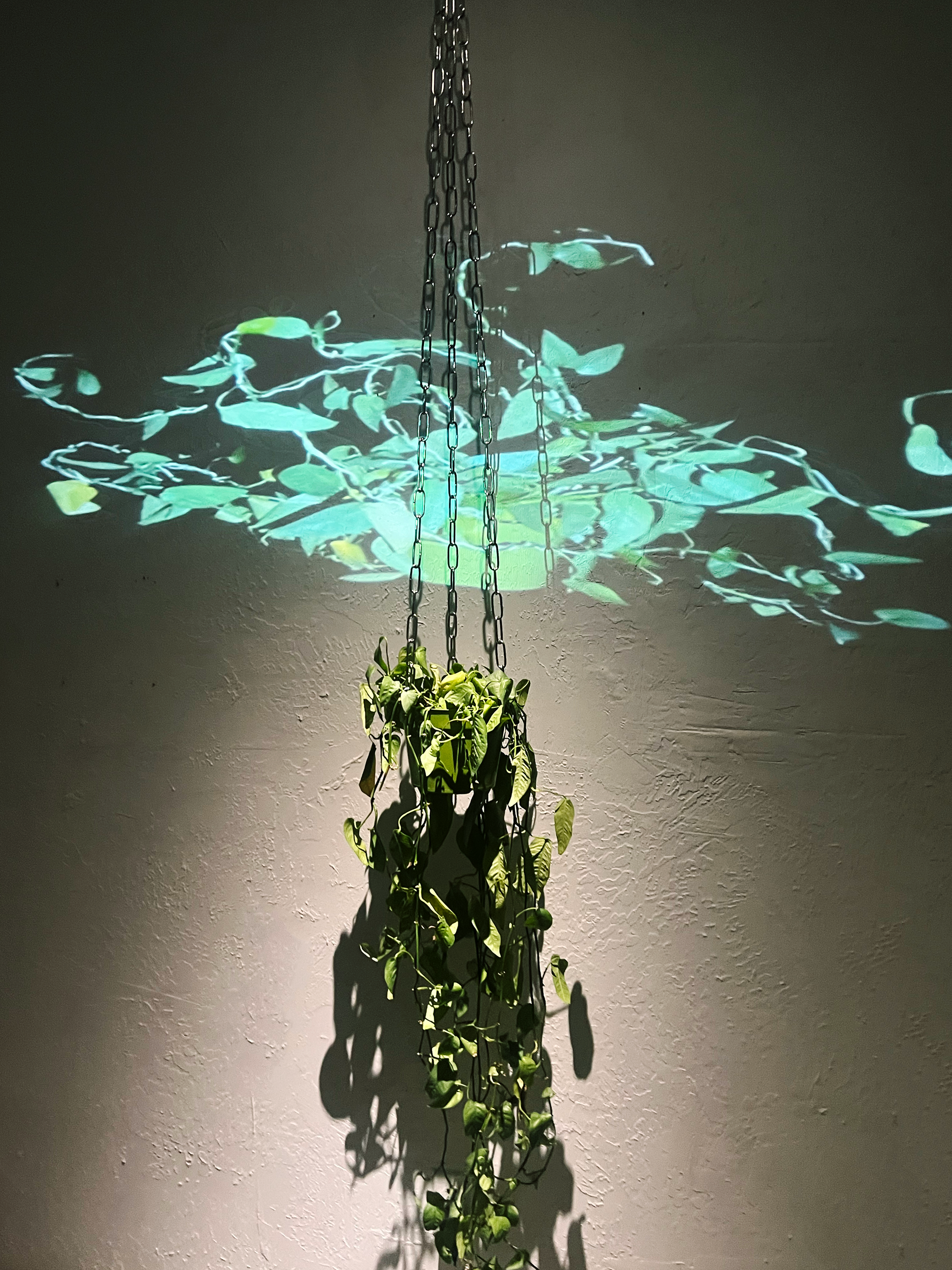 Sophia Wolfe Studio