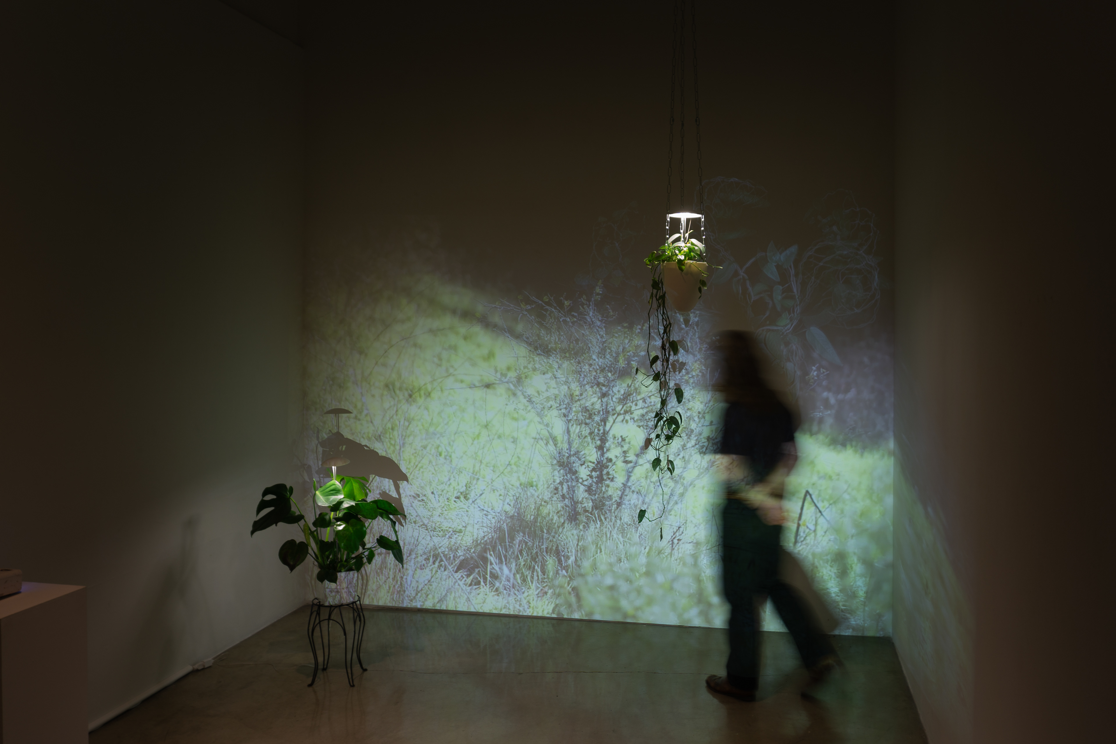 Peggy Phelps Gallery