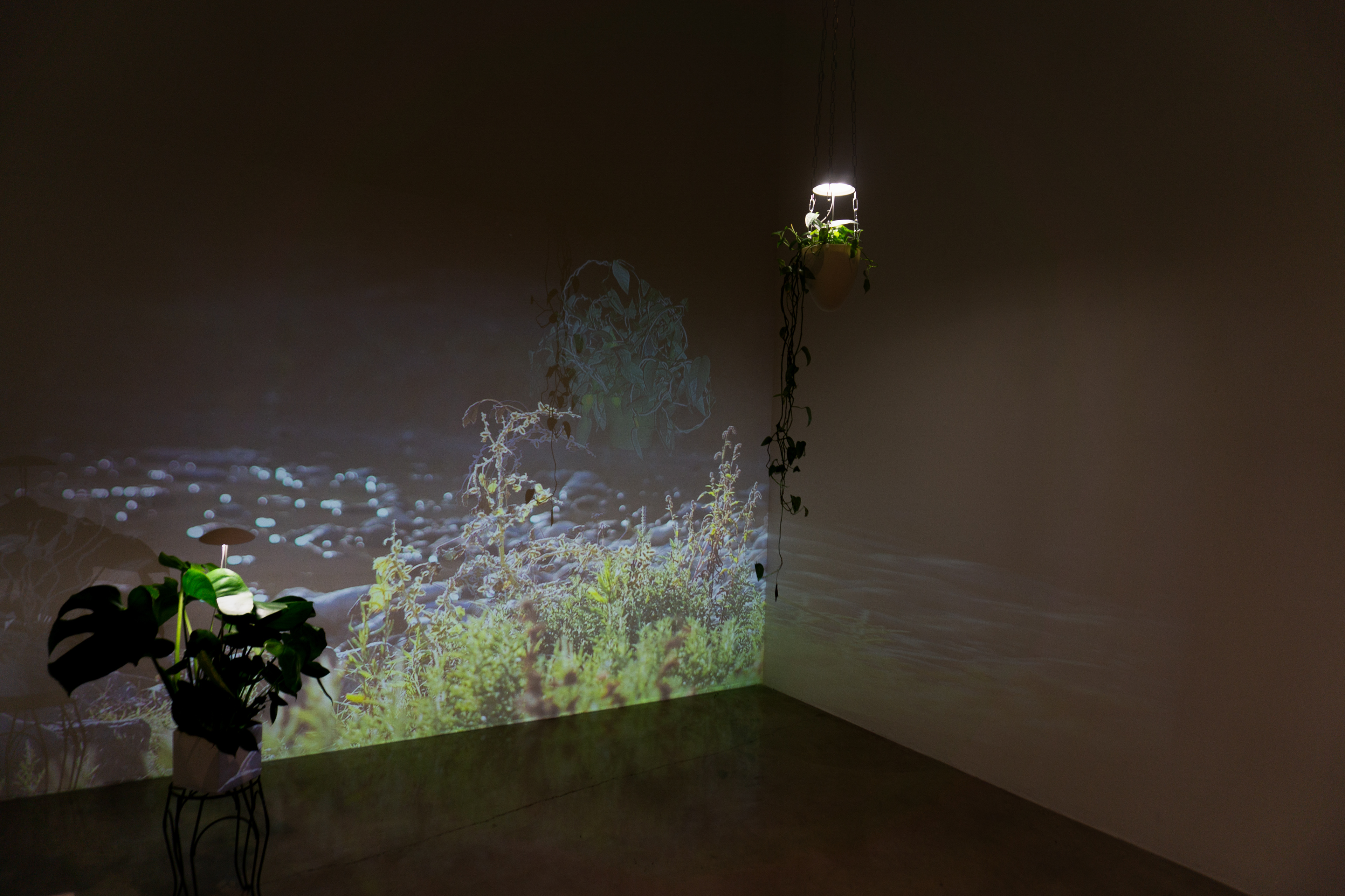 Peggy Phelps Gallery