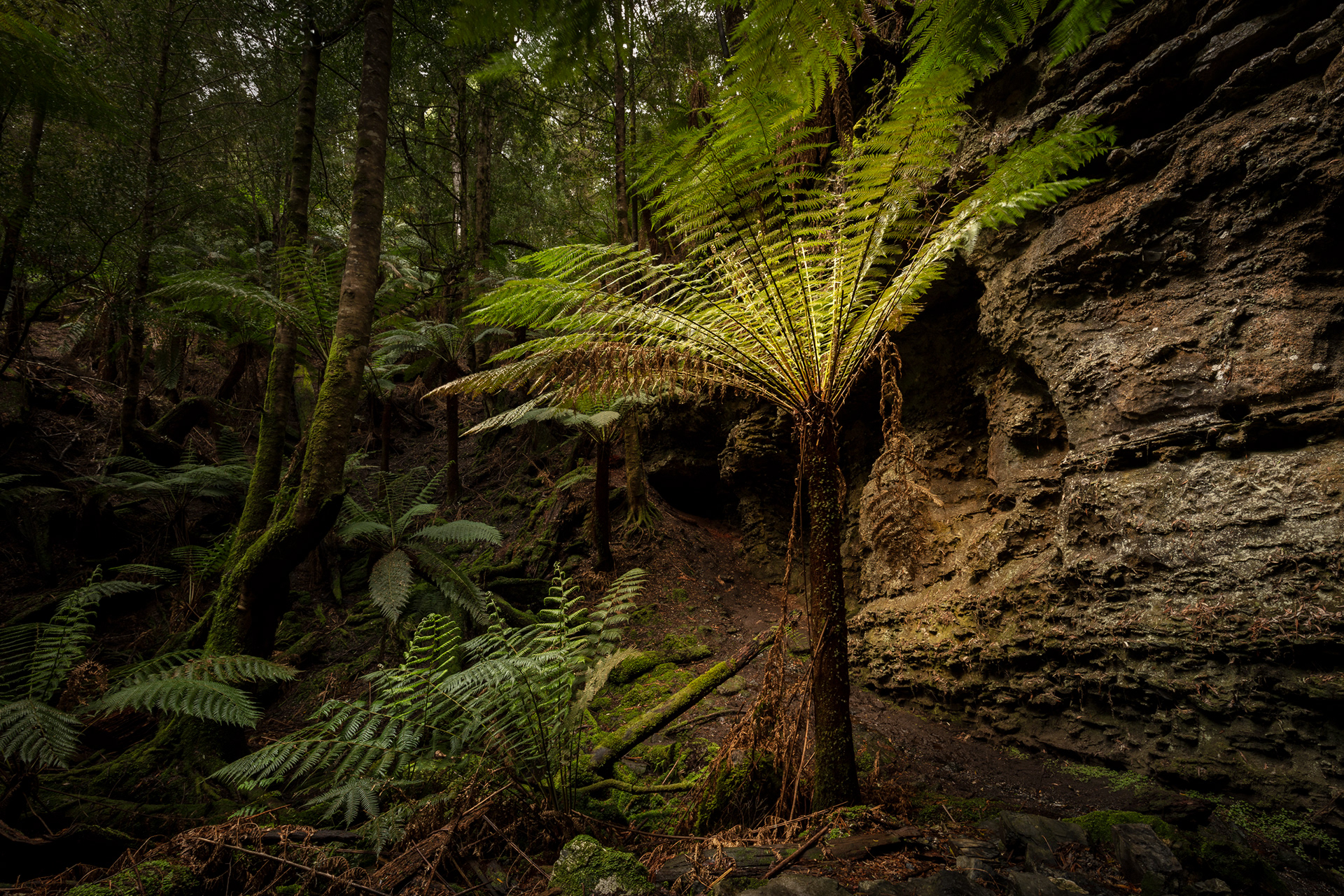 Tree Fern at Trowutta