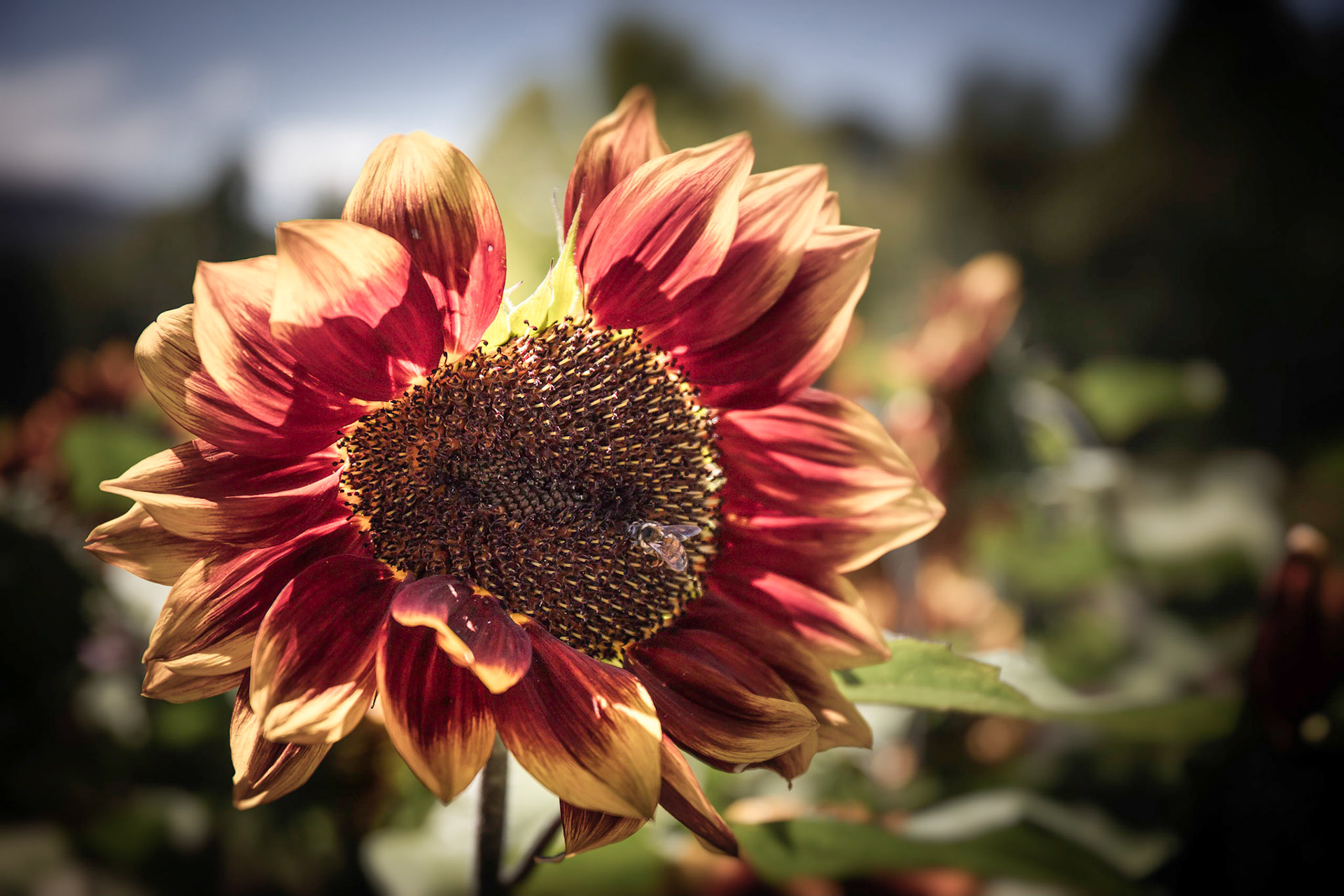 Sunflower at the Botanical Gardens