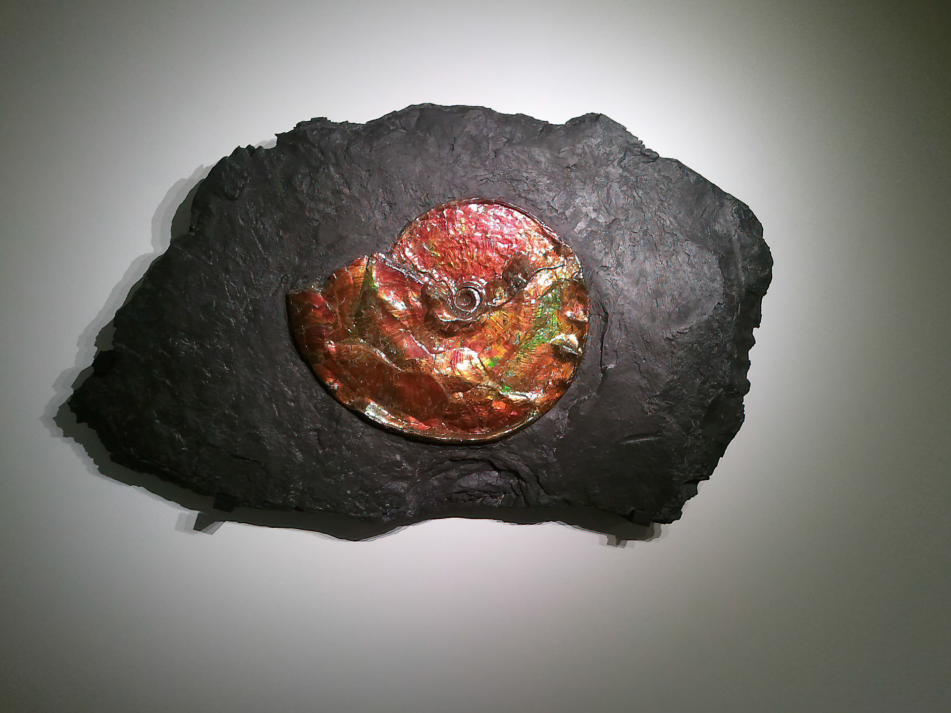 Ammonite Fossil
