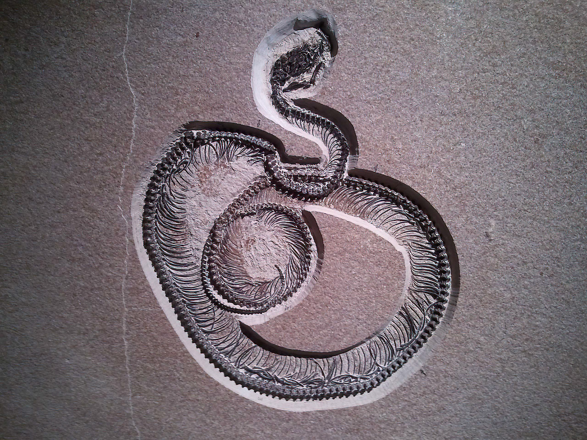 Caenozoic Snake Fossil: this fossil snake is from the Eocene Epoch of the Green River Formation in Wyoming and represents the best preserved Caenozoic snake known in a scientific collection in the USA