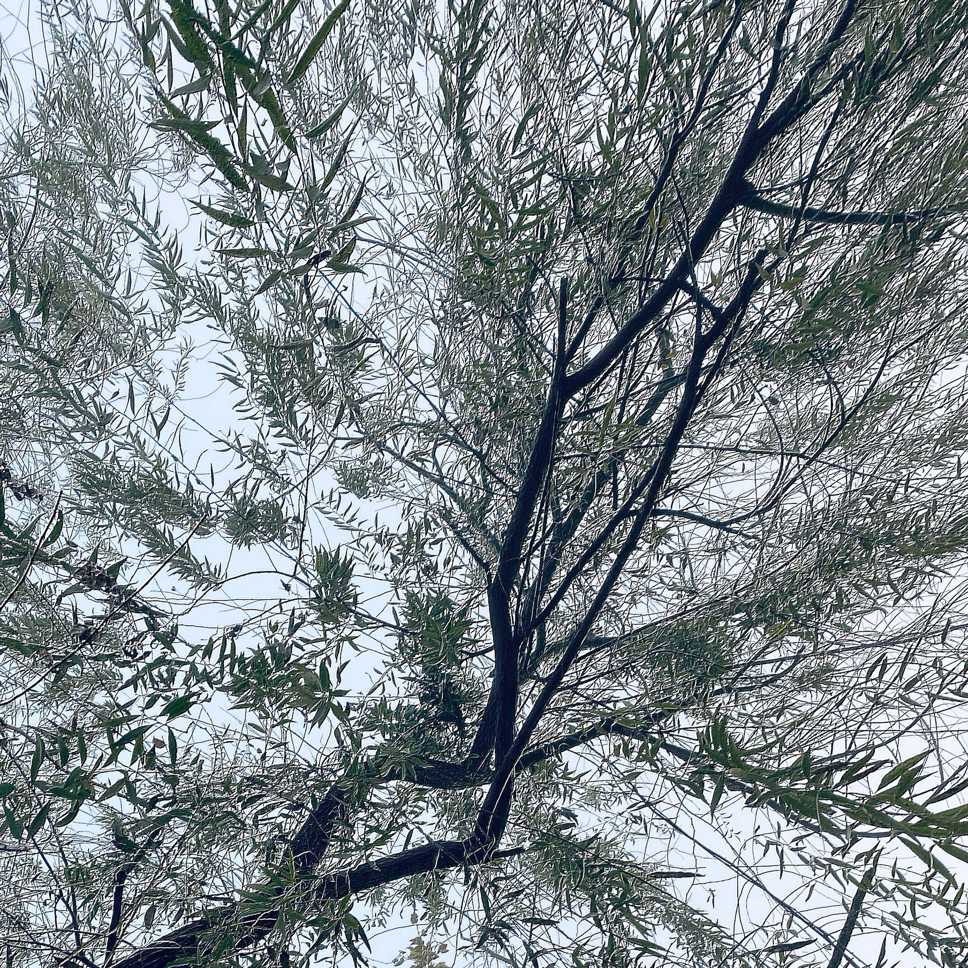 A slightly embossed willow tree. You didn't notice, did you?