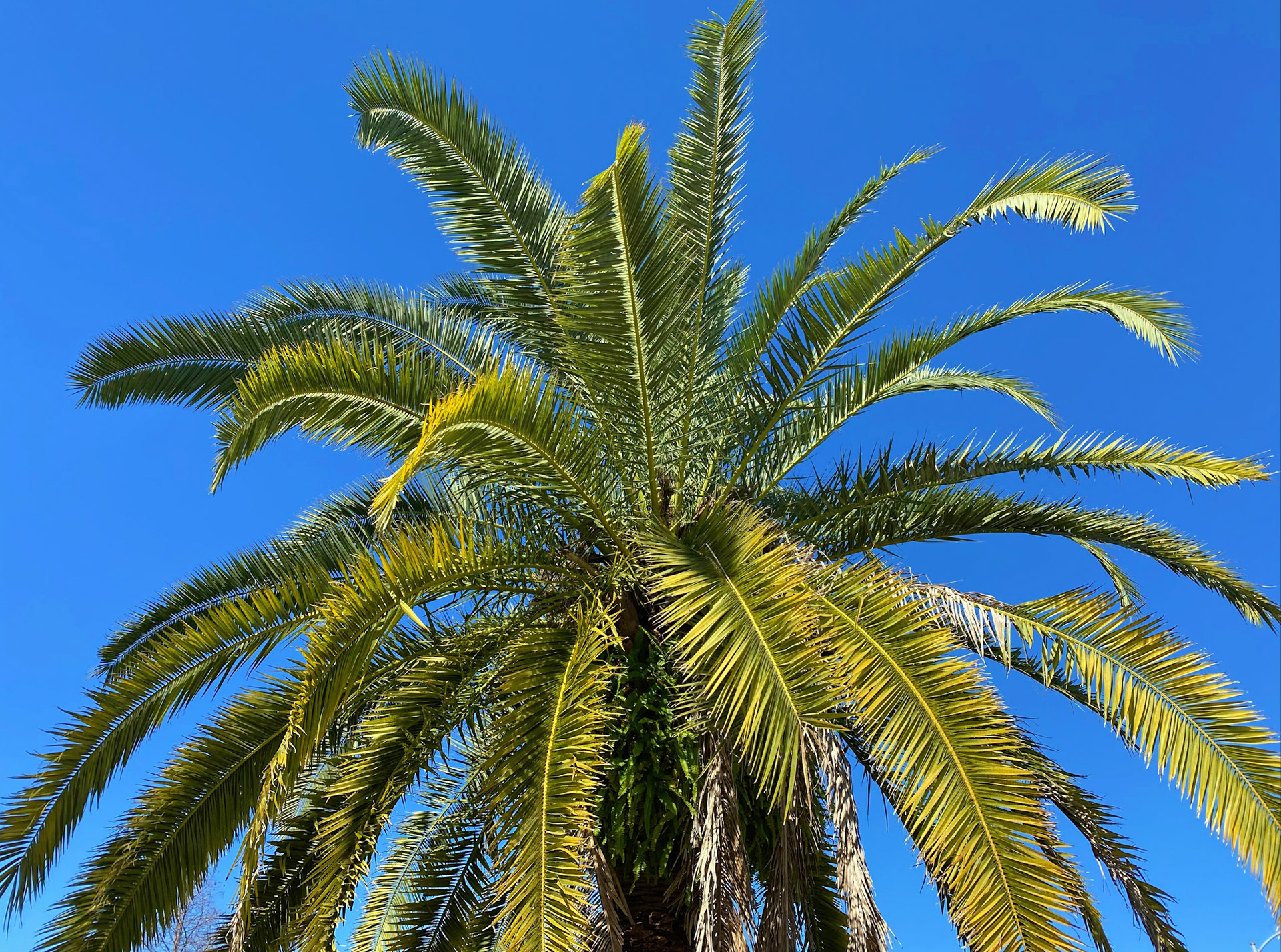 A Palm in Friendswood, Texas