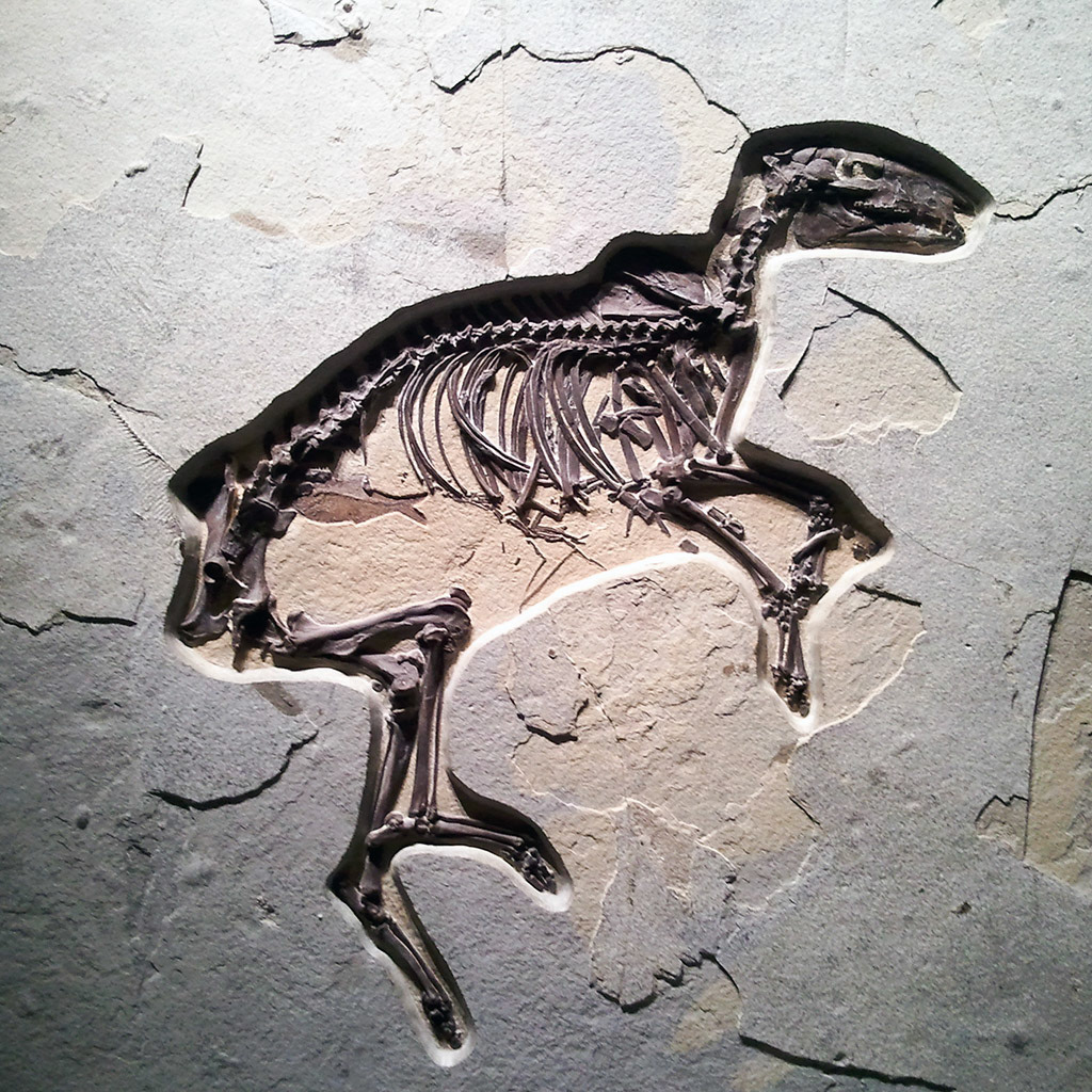 Hyracotherium, the Dawn Horse