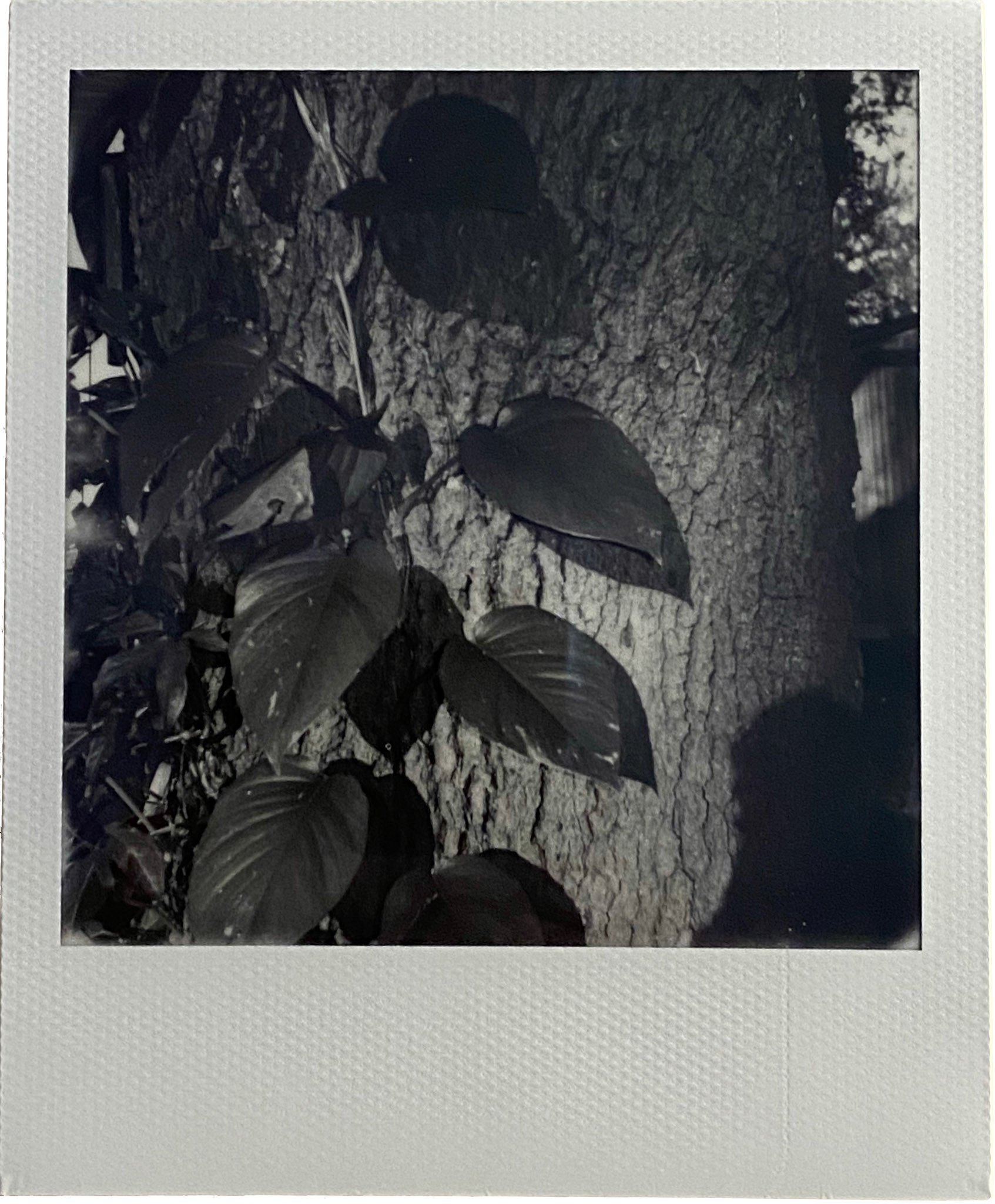 Tree Hugger, taken with a Polaroid Now