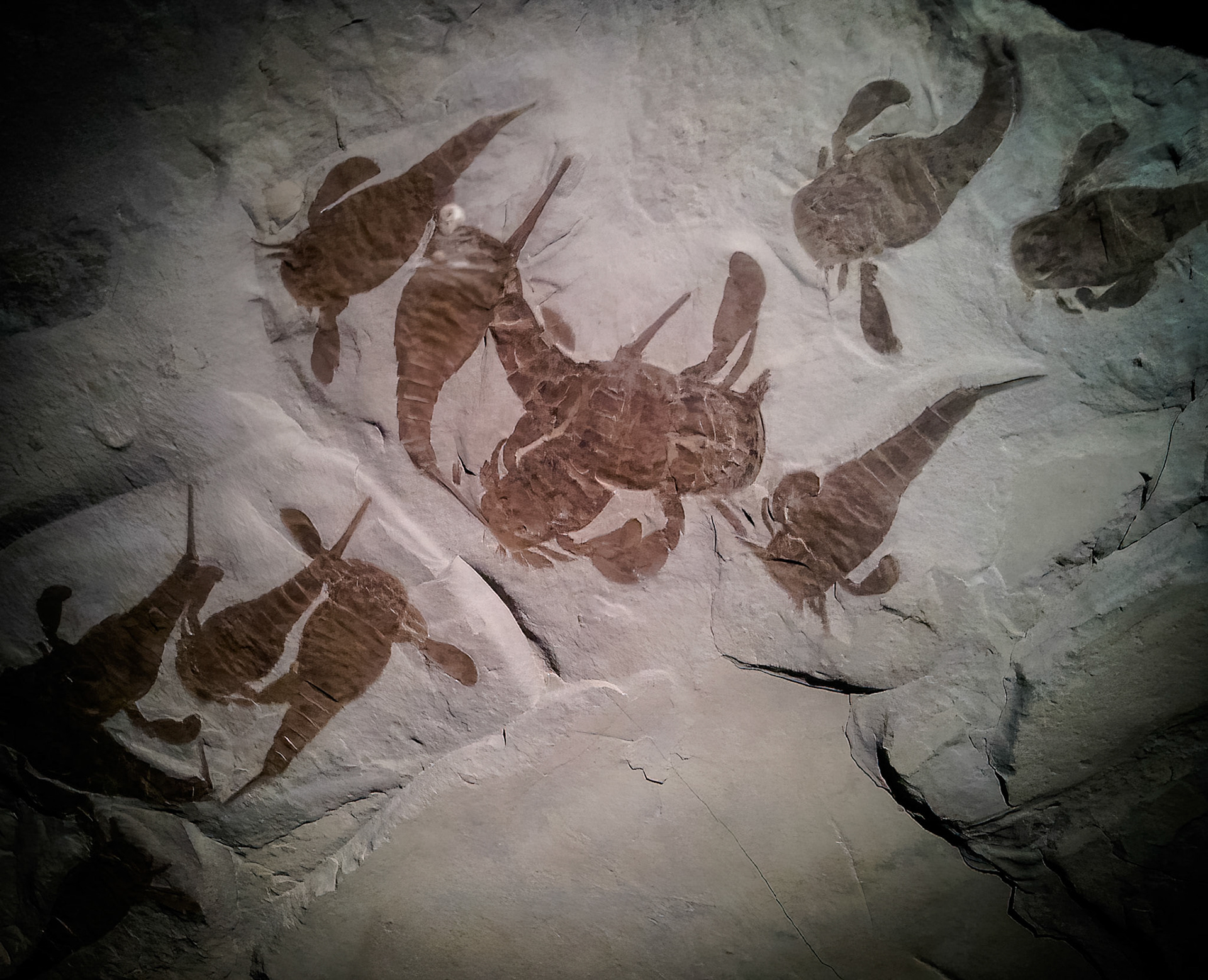 Eurypterid, aka Sea Scorpions - Houston, Texas