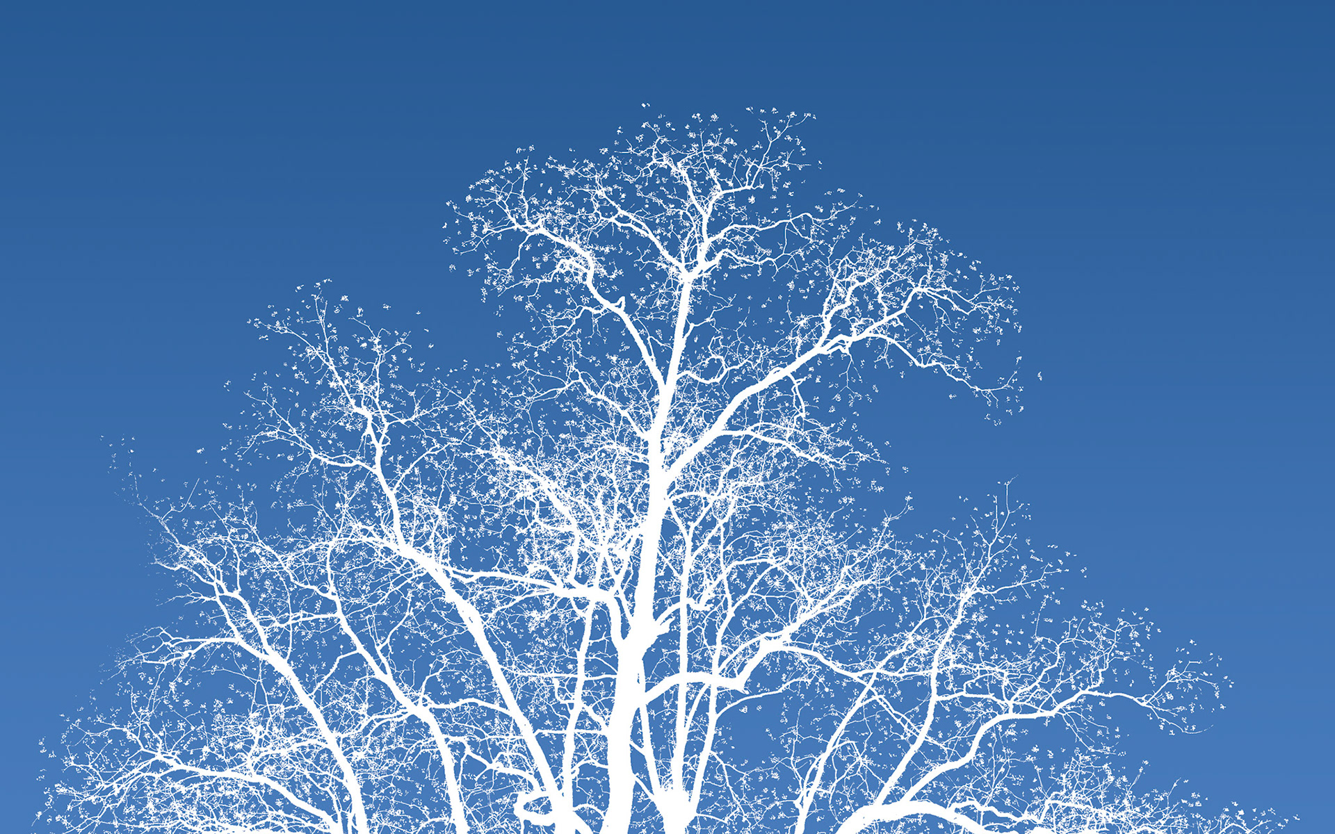 The Neighbor's Tree taken Christmas Eve 2019