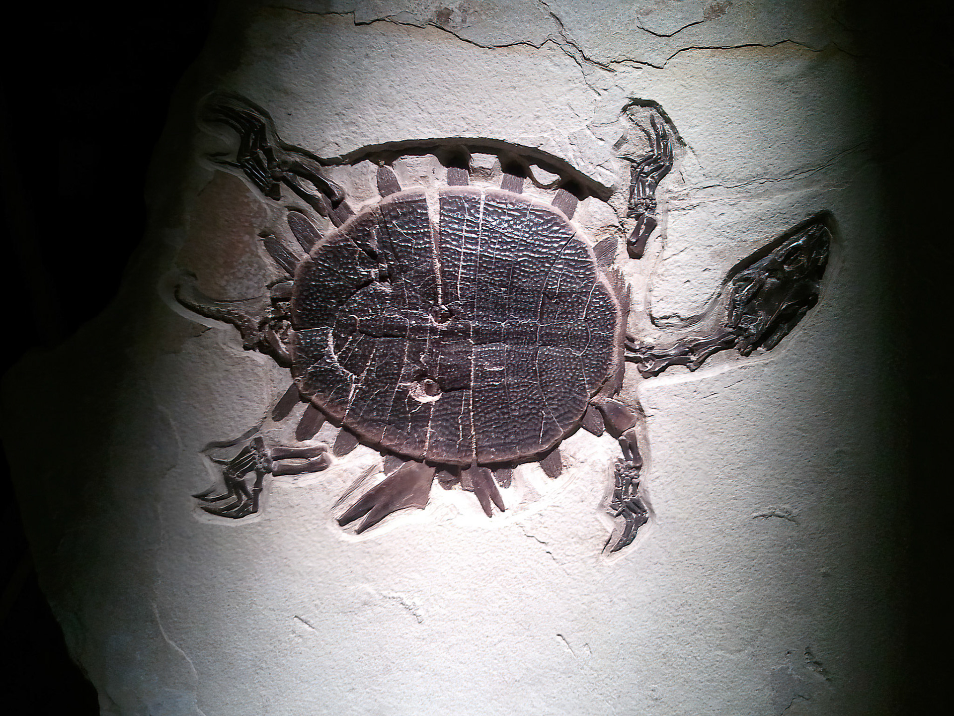 This turtle from the Eocene Epoch suffered a crocodile bite.