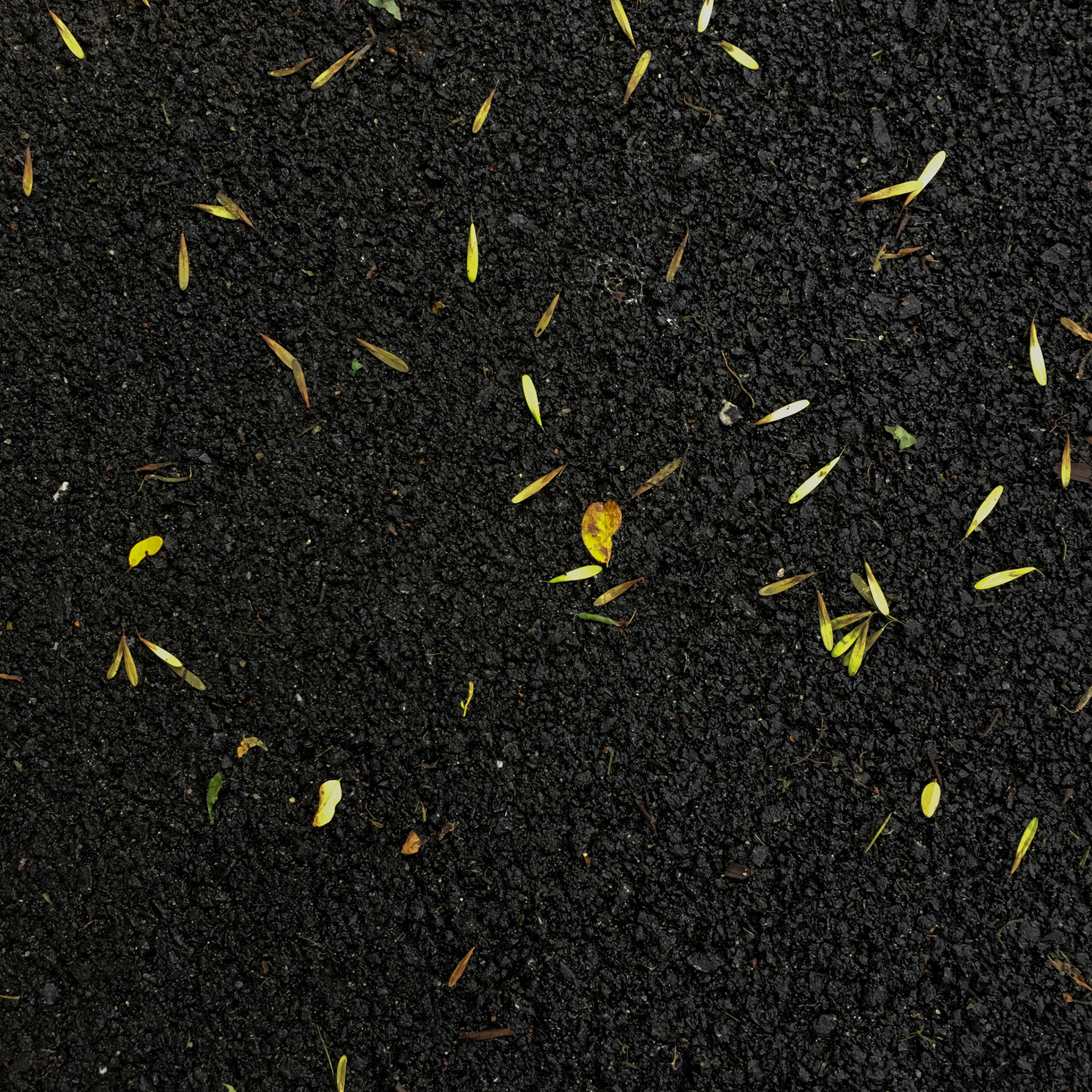 Fallen Leaves on an Asphalt Canvas in Elkridge, Maryland