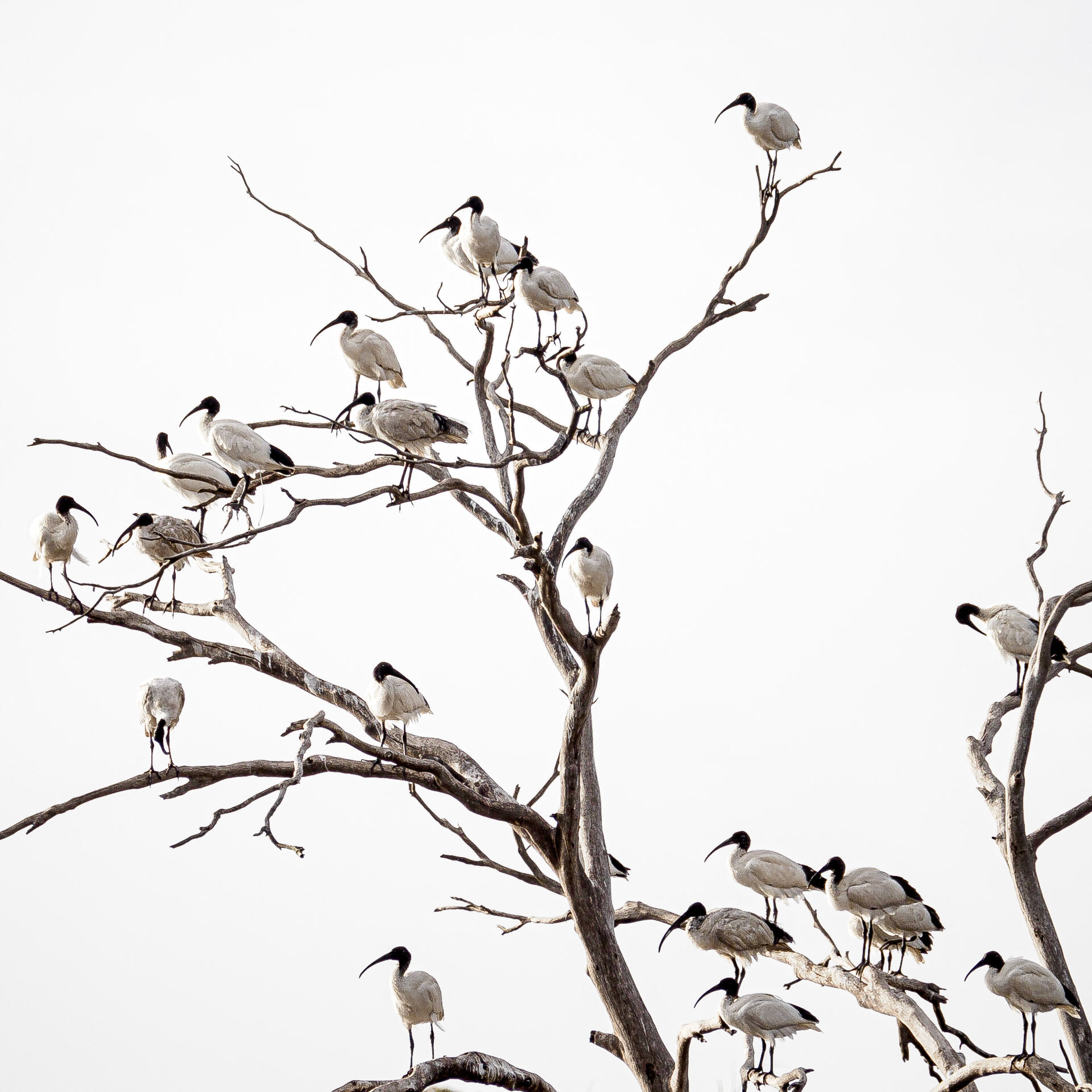 Ten Thousand Ibises