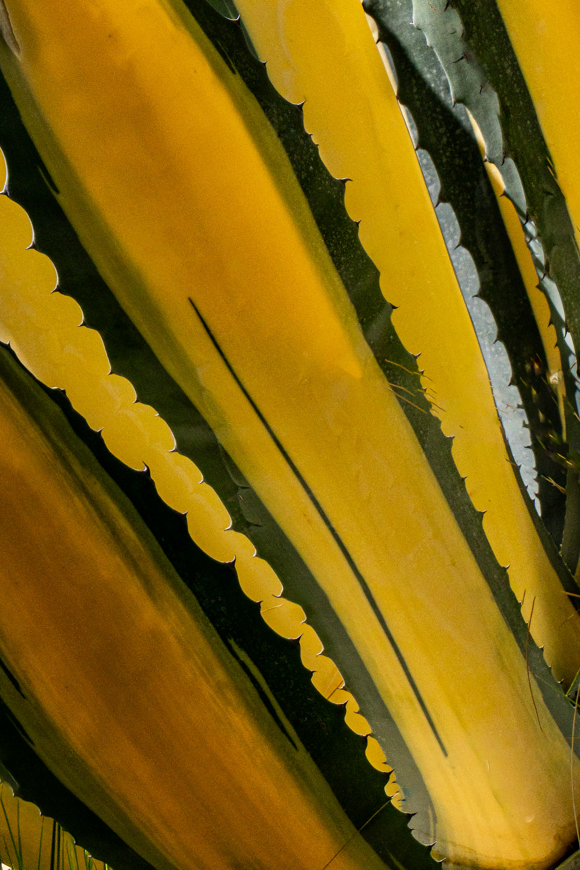 Ruth Bancroft Garden, Walnut Creek, CA