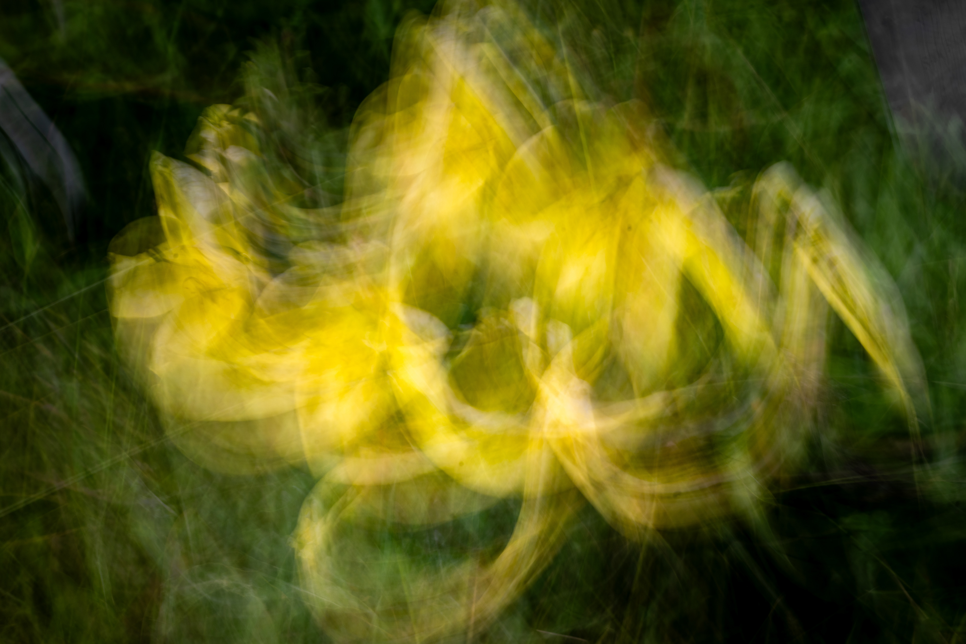 University of California Botanical Garden, Berkeley, CA