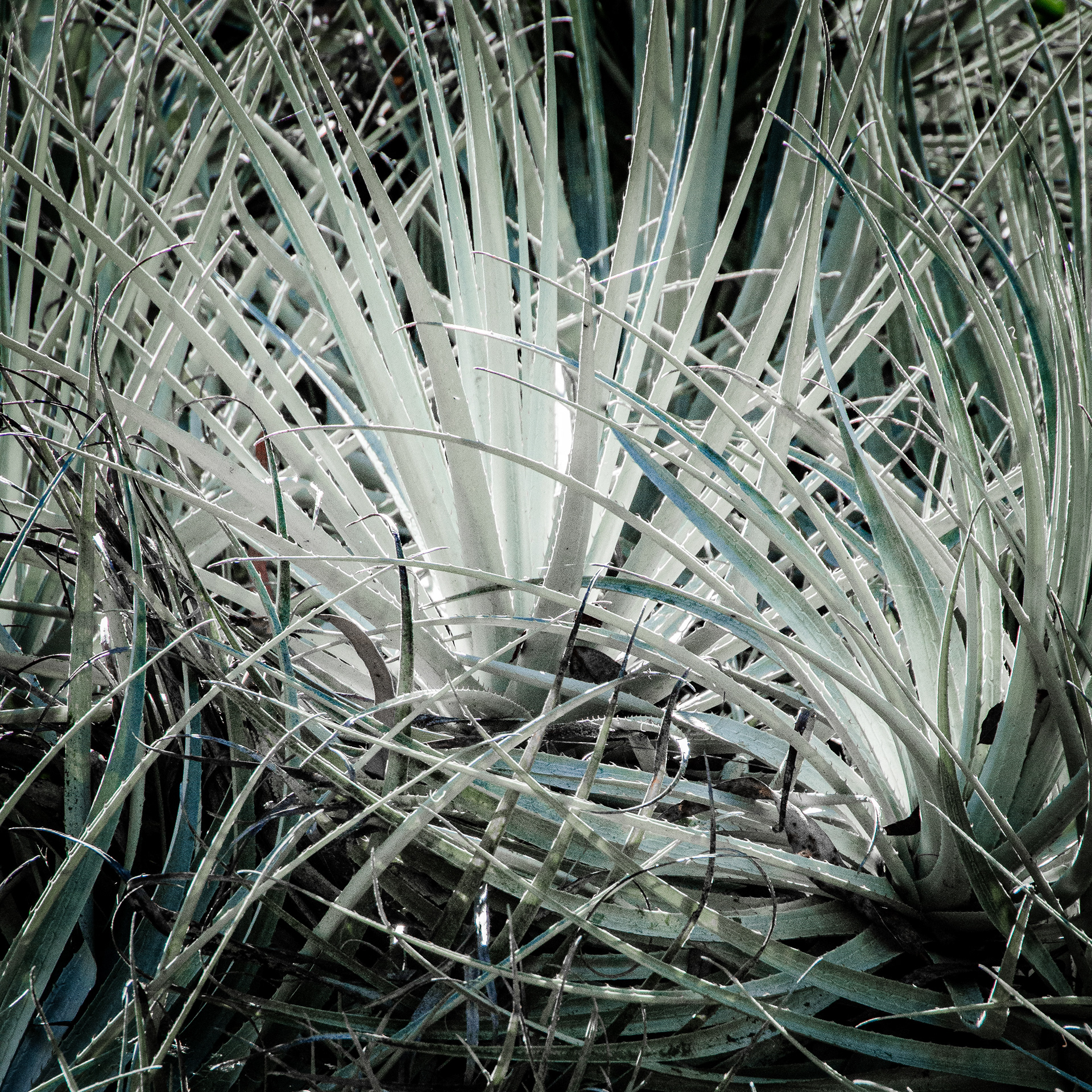 Golden Gate Park, San Francisco, CA