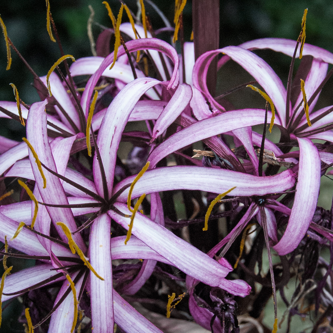 Garfield Park Conservatory, Chicago, IL