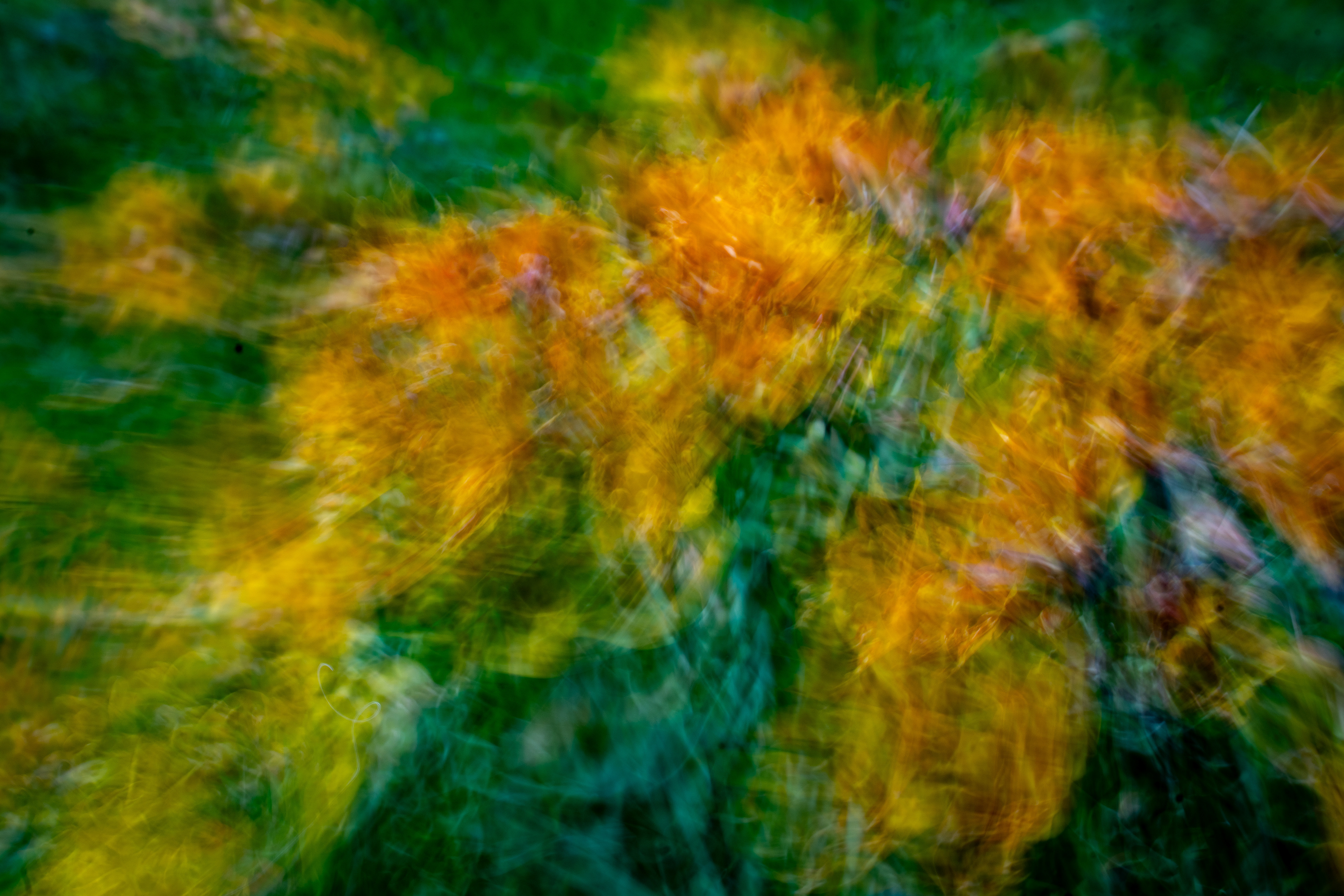 University of California Botanical Garden, Berkeley, CA