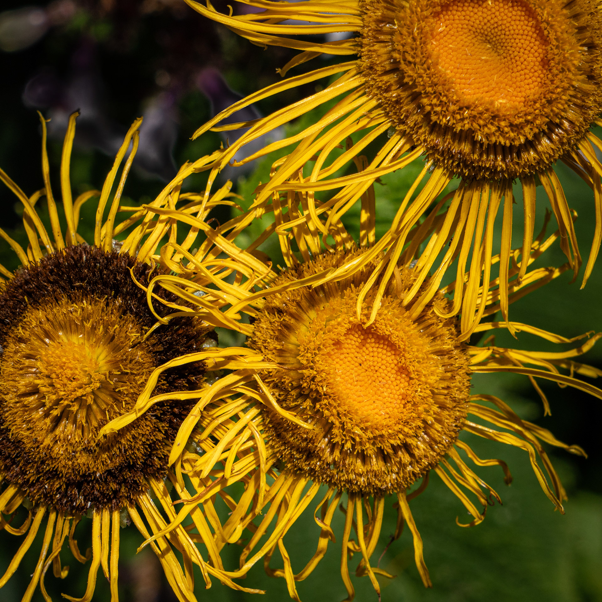 Longwood Gardens, Kennett Square, PA