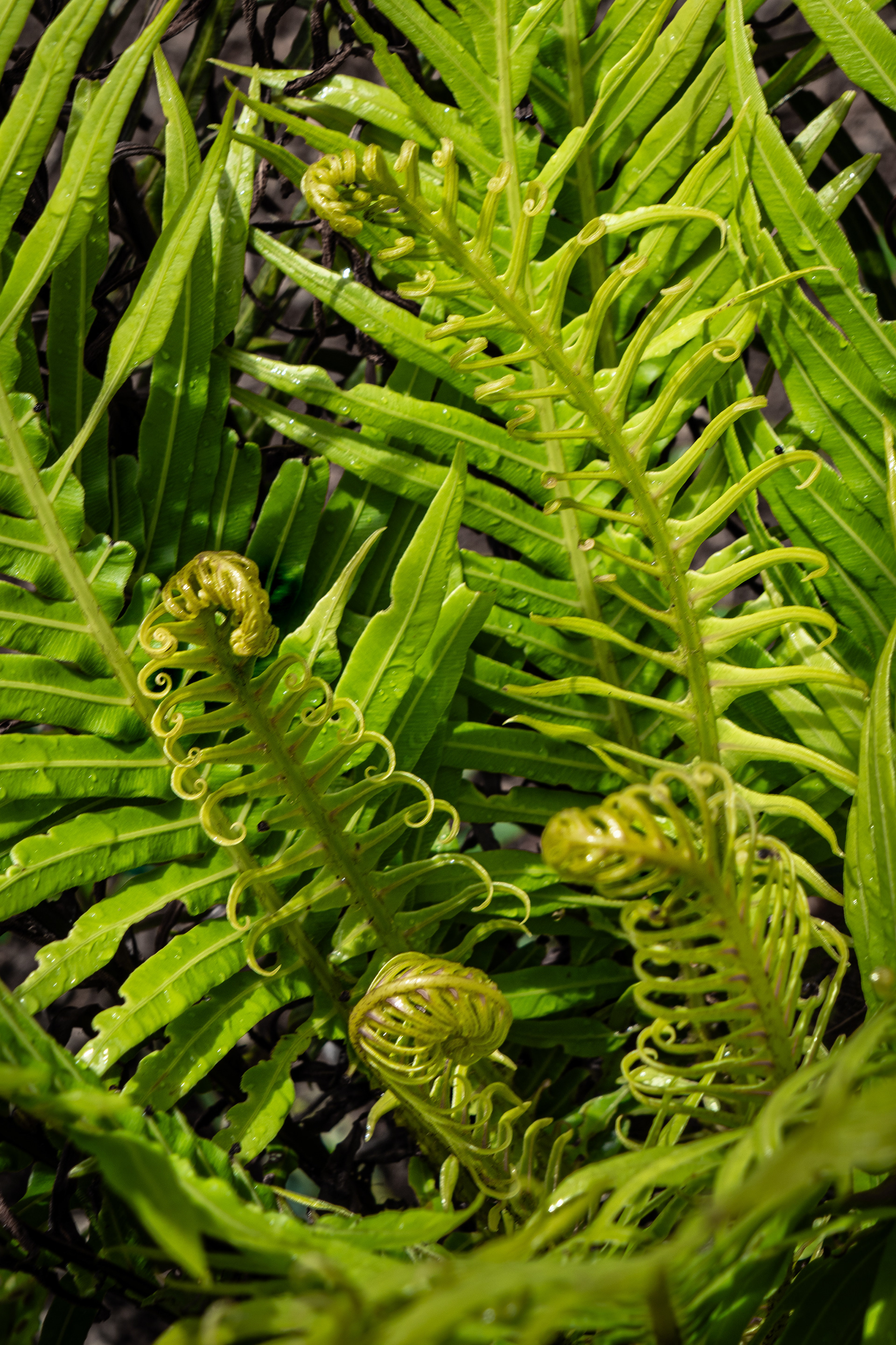 Allerton Garden, South Shore, Kauai, HI