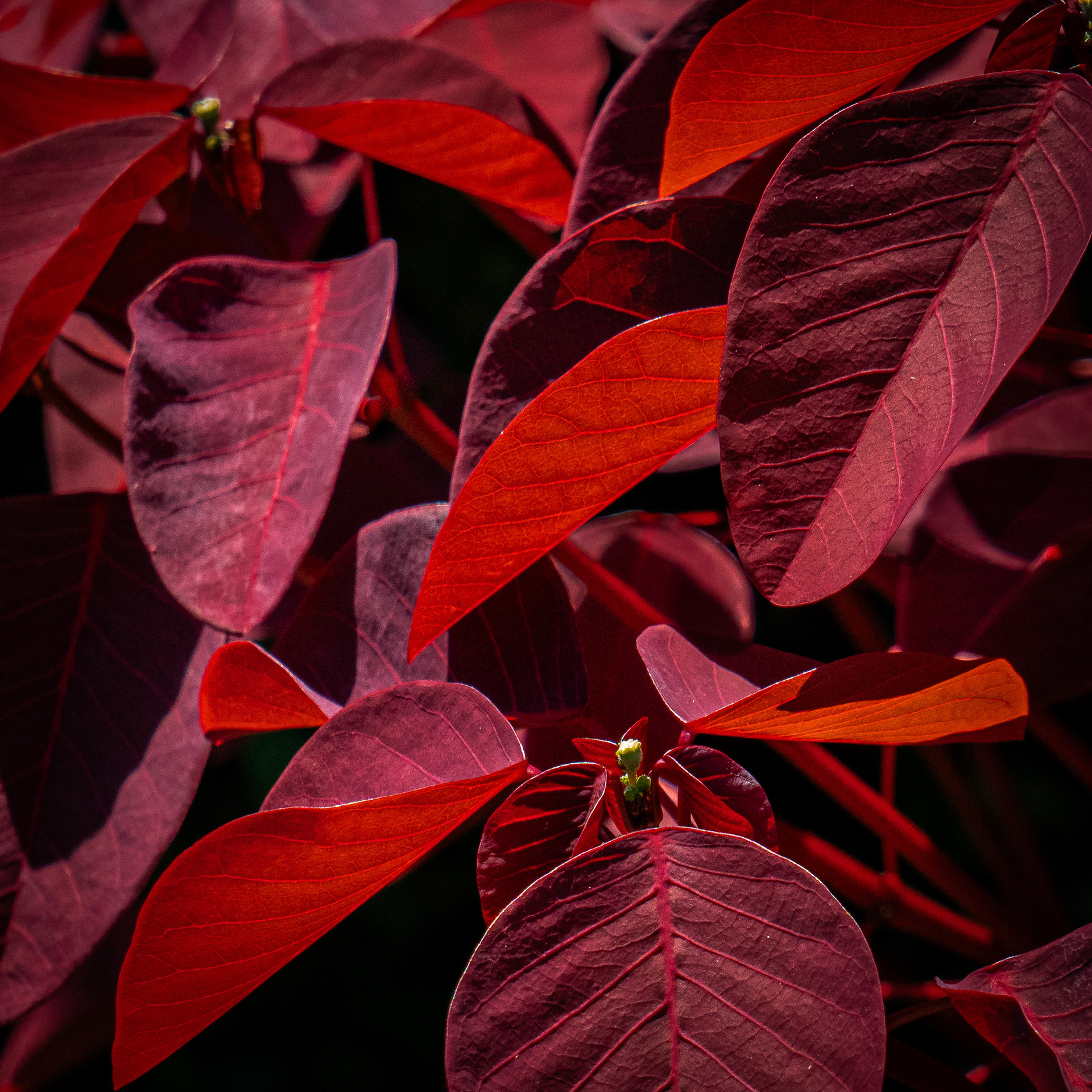 Longwood Gardens, Kennett Square, PA