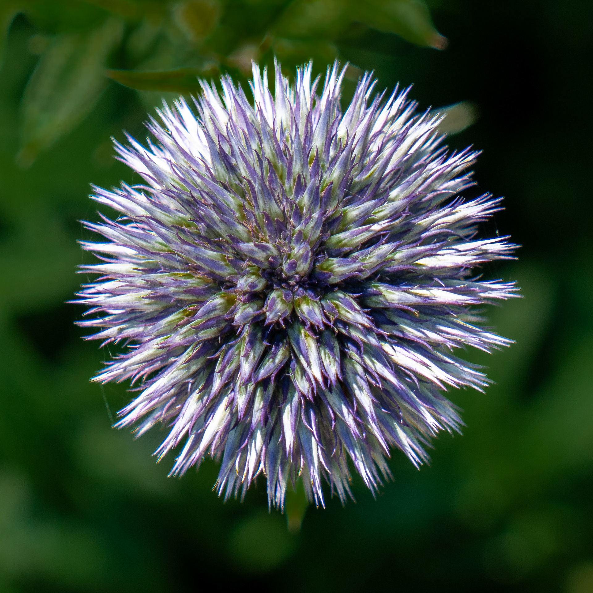 Longwood Gardens, Kennett Square, PA