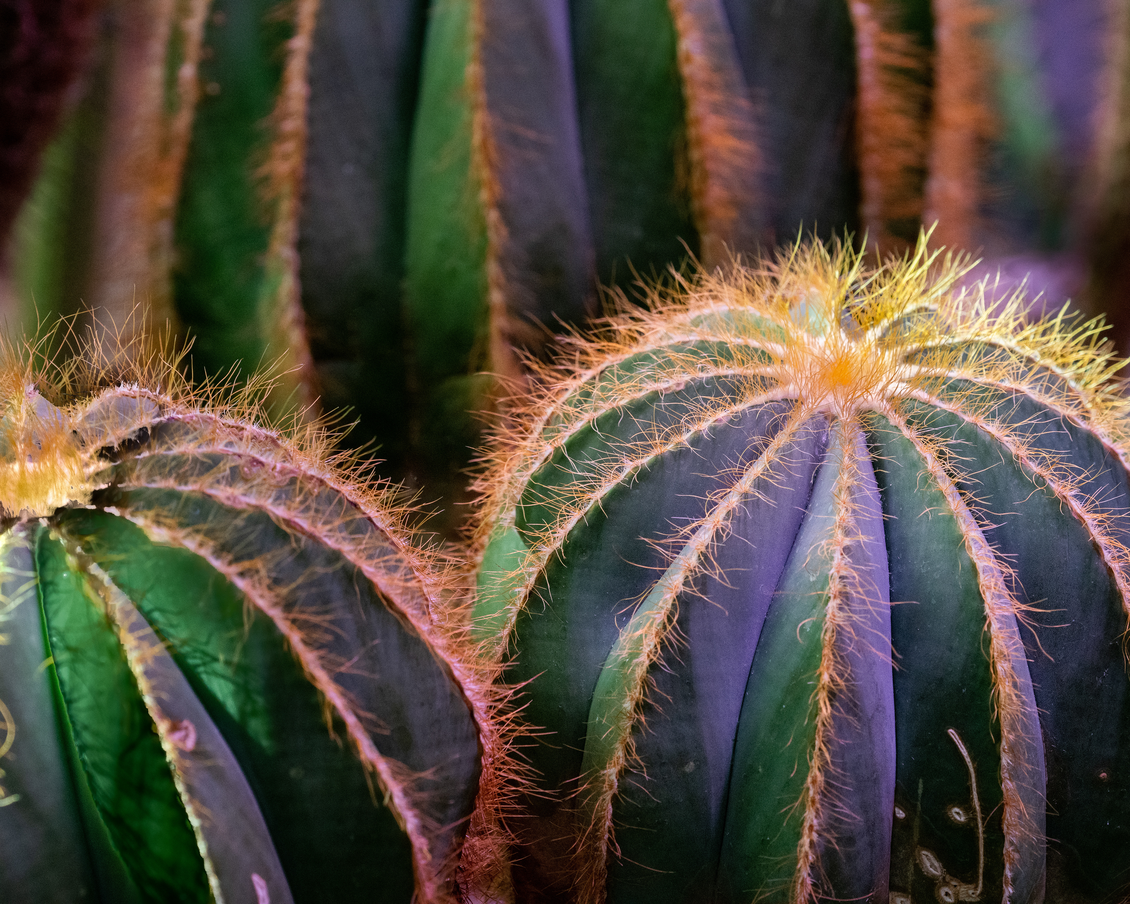 University of California Botanical Garden, Berkeley, CA