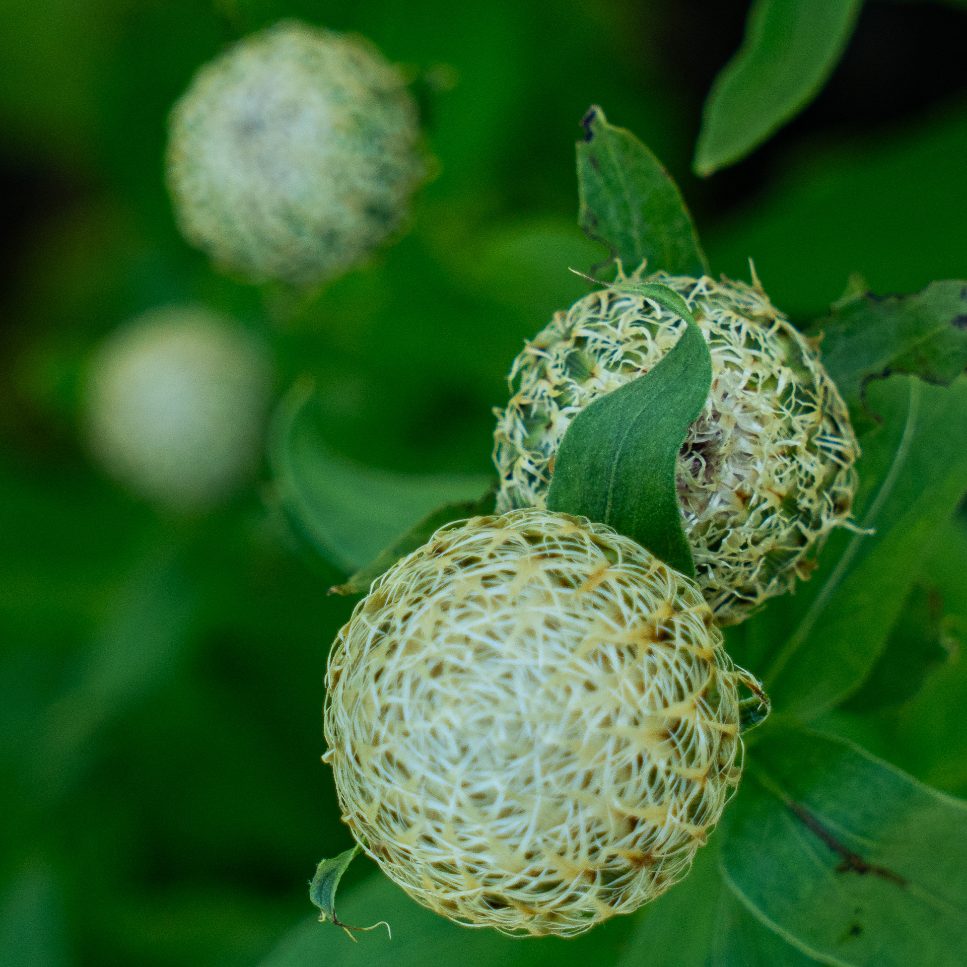 Longwood Gardens, Kennett Square, PA
