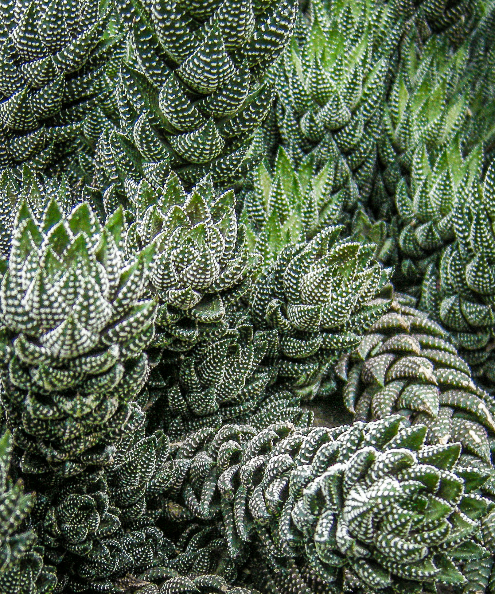 Garfield Park Conservatory, Chicago, IL