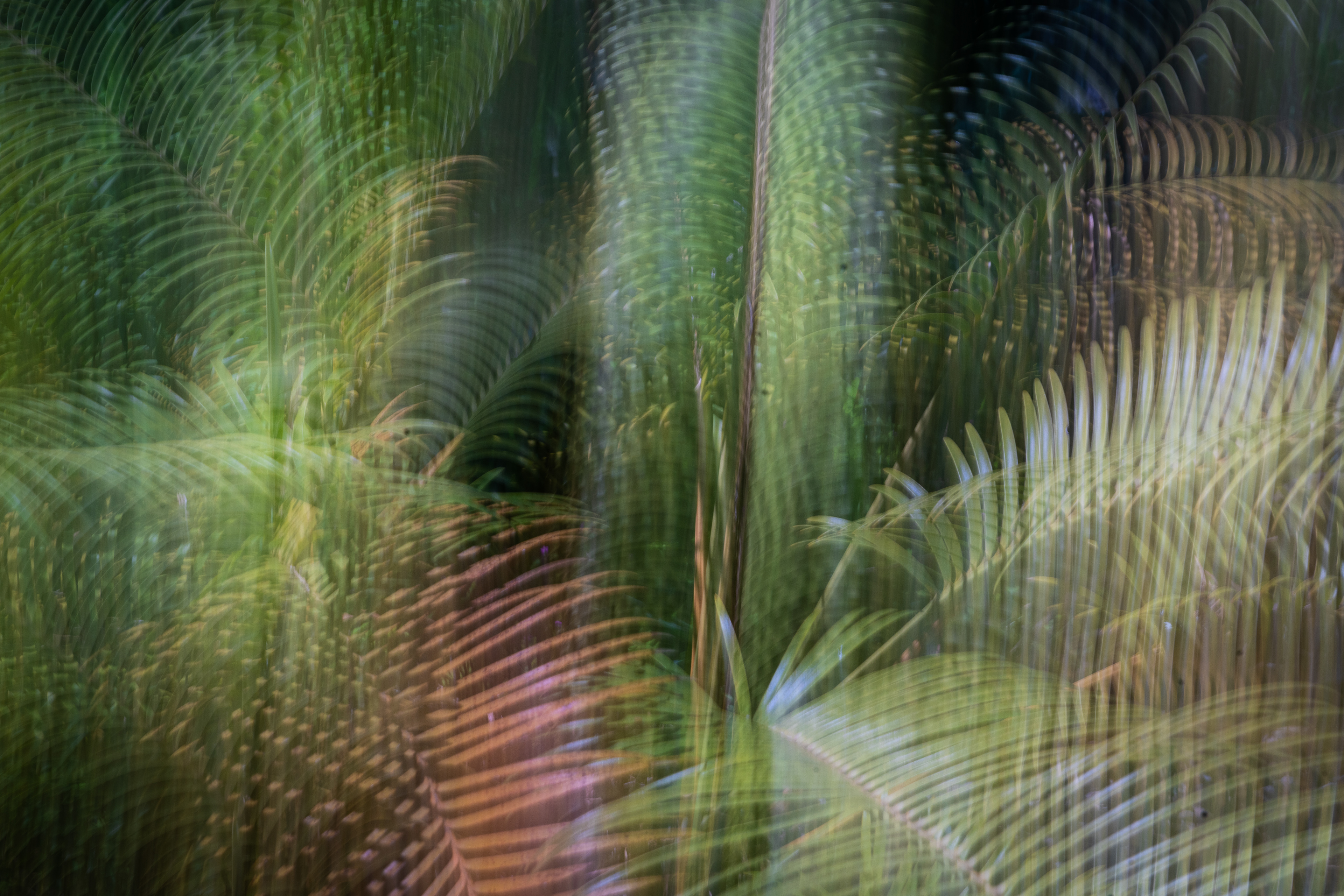 University of California Botanical Garden, Berkeley, CA