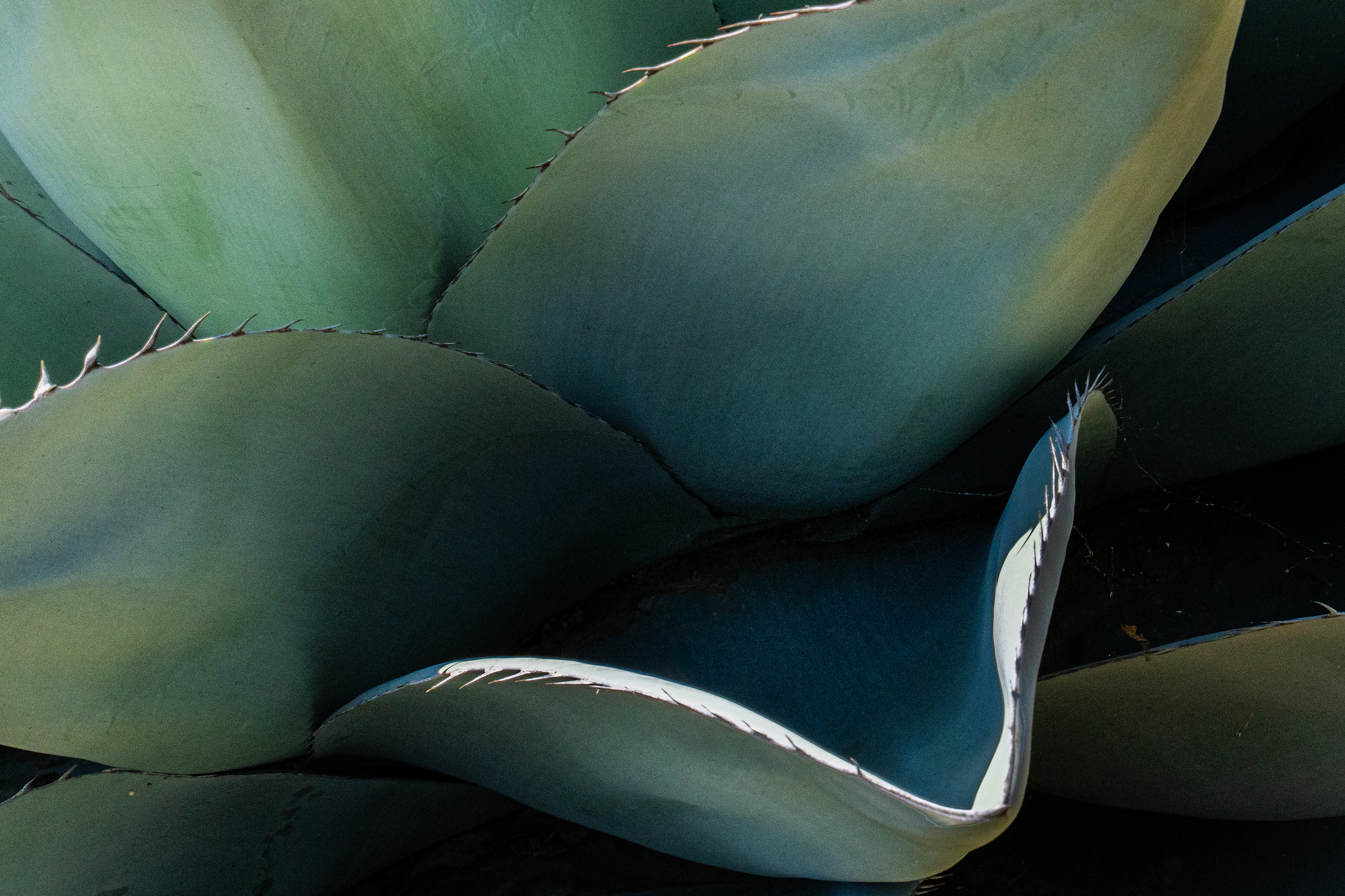 Ruth Bancroft Garden, Walnut Creek, CA