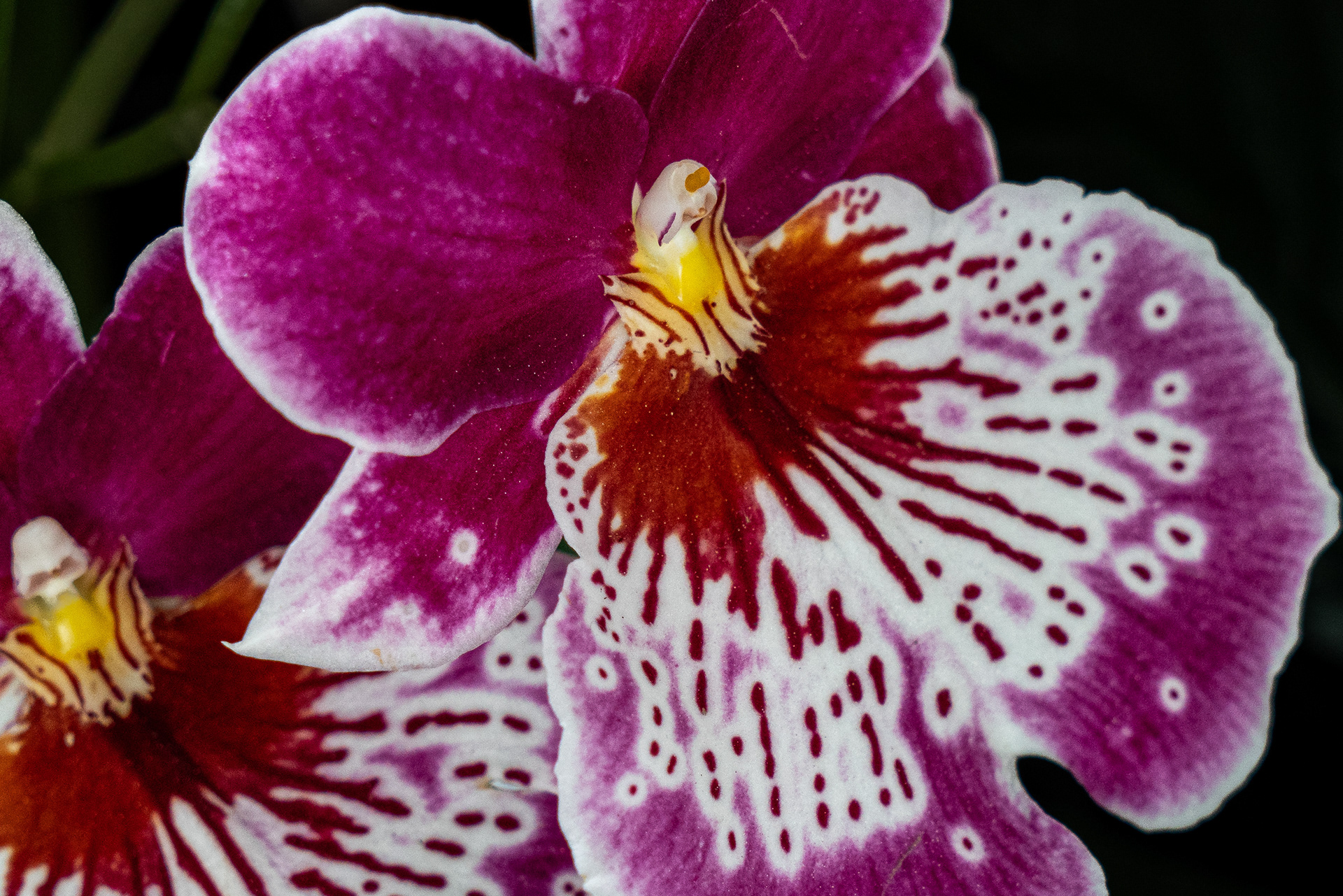 Longwood Gardens, Kennett Square, PA