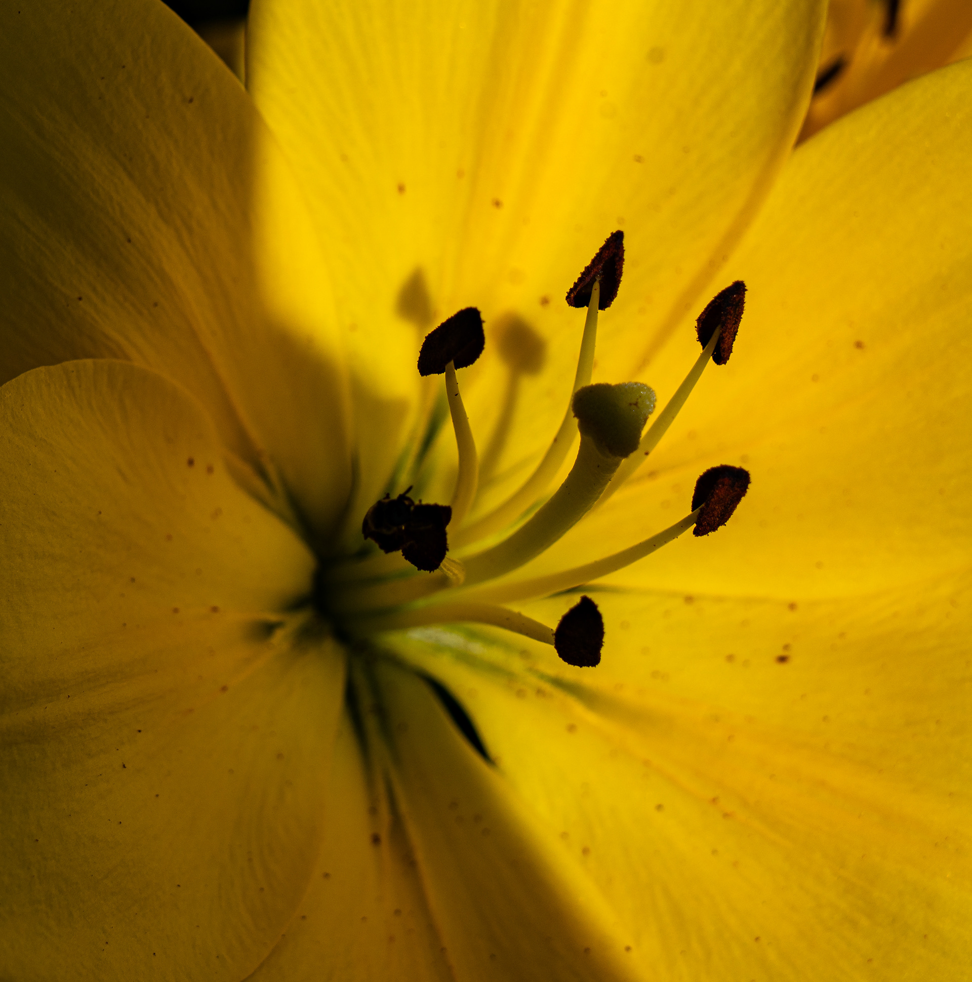 Longwood Gardens, Kennett Square, PA