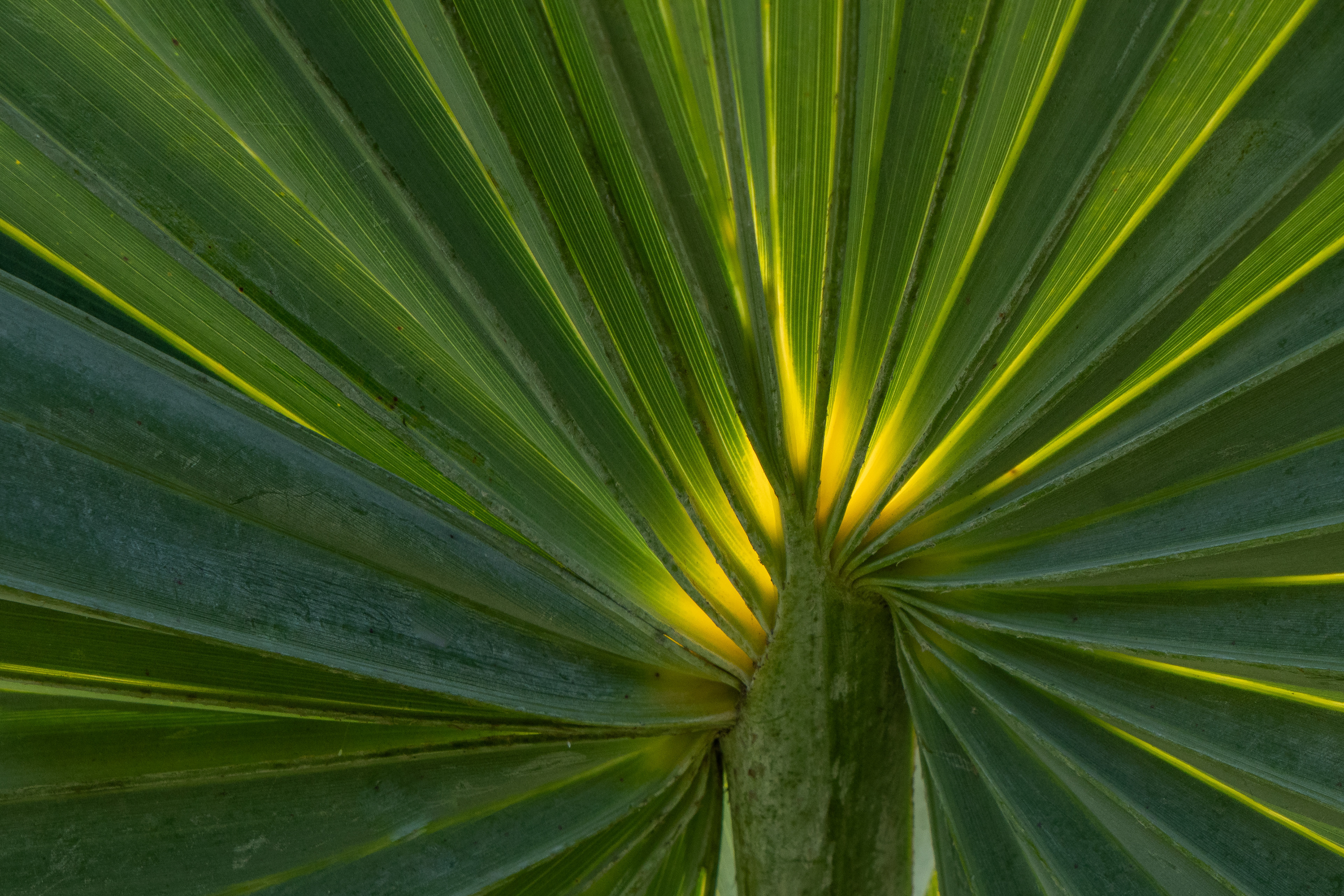 Longwood Gardens, Kennett Square, PA
