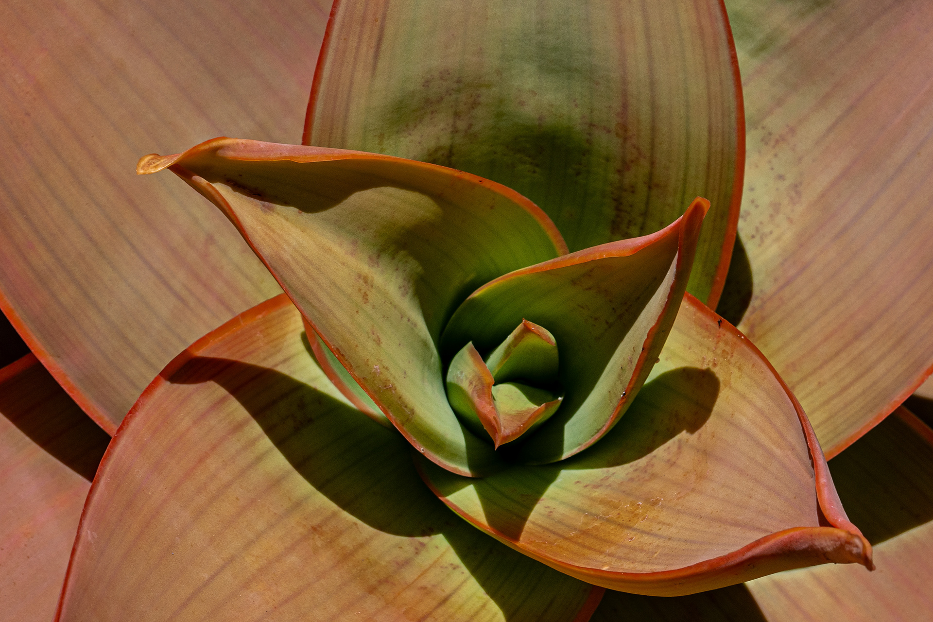 University of California Botanical Garden, Berkeley, CA