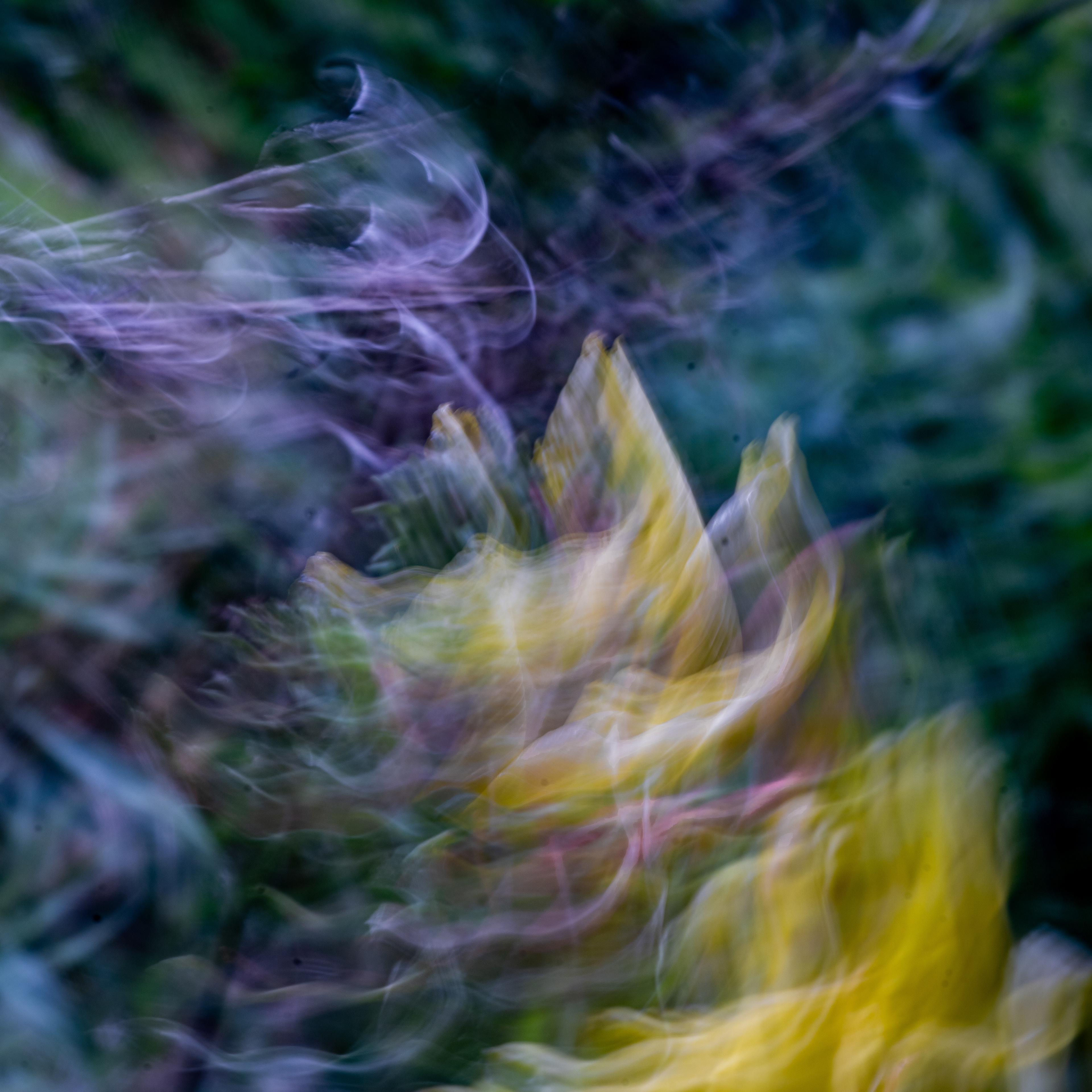 University of California Botanical Garden, Berkeley, CA