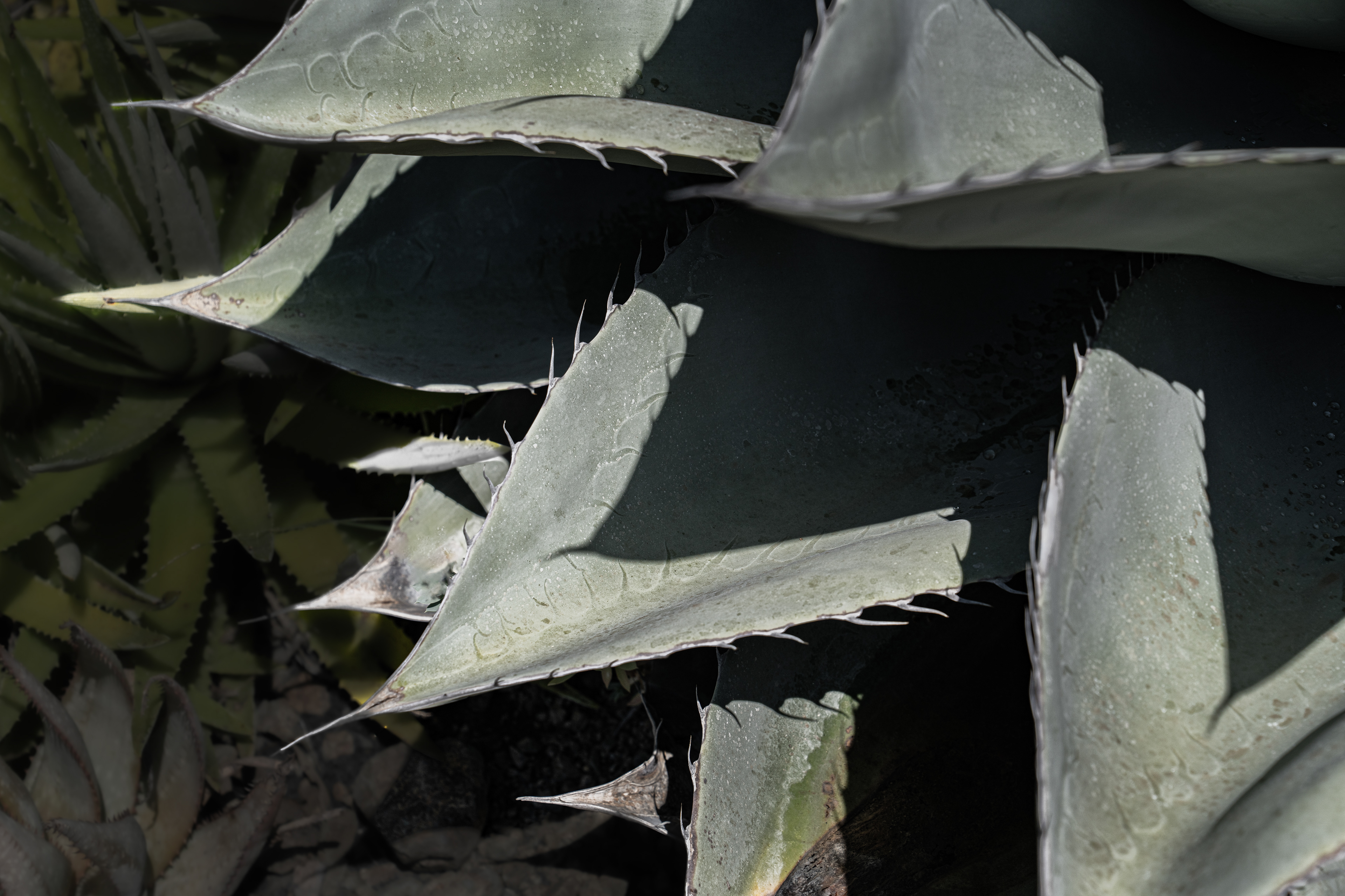 Ruth Bancroft Garden, Walnut Creek, CA