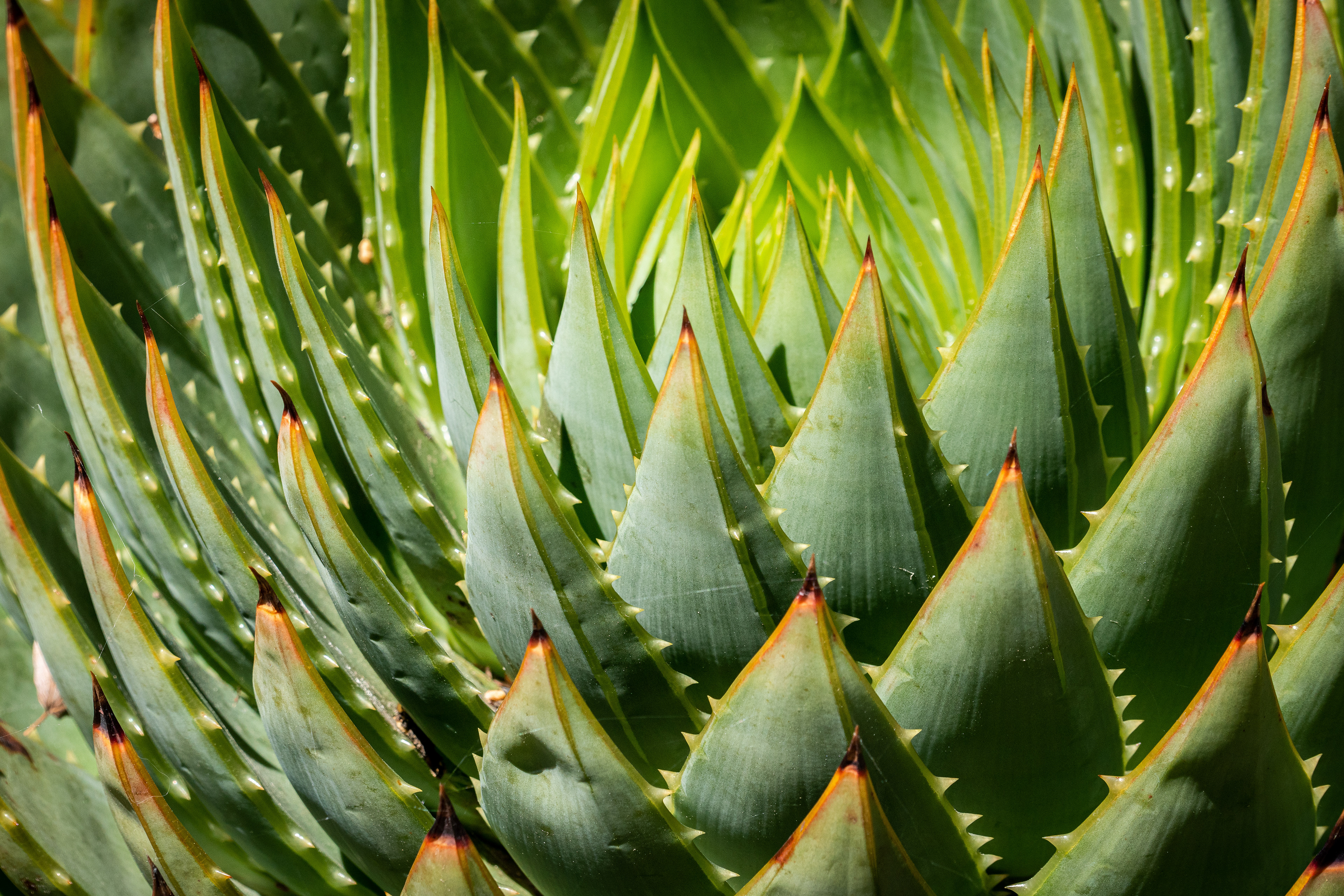 University of California Botanical Garden, Berkeley, CA