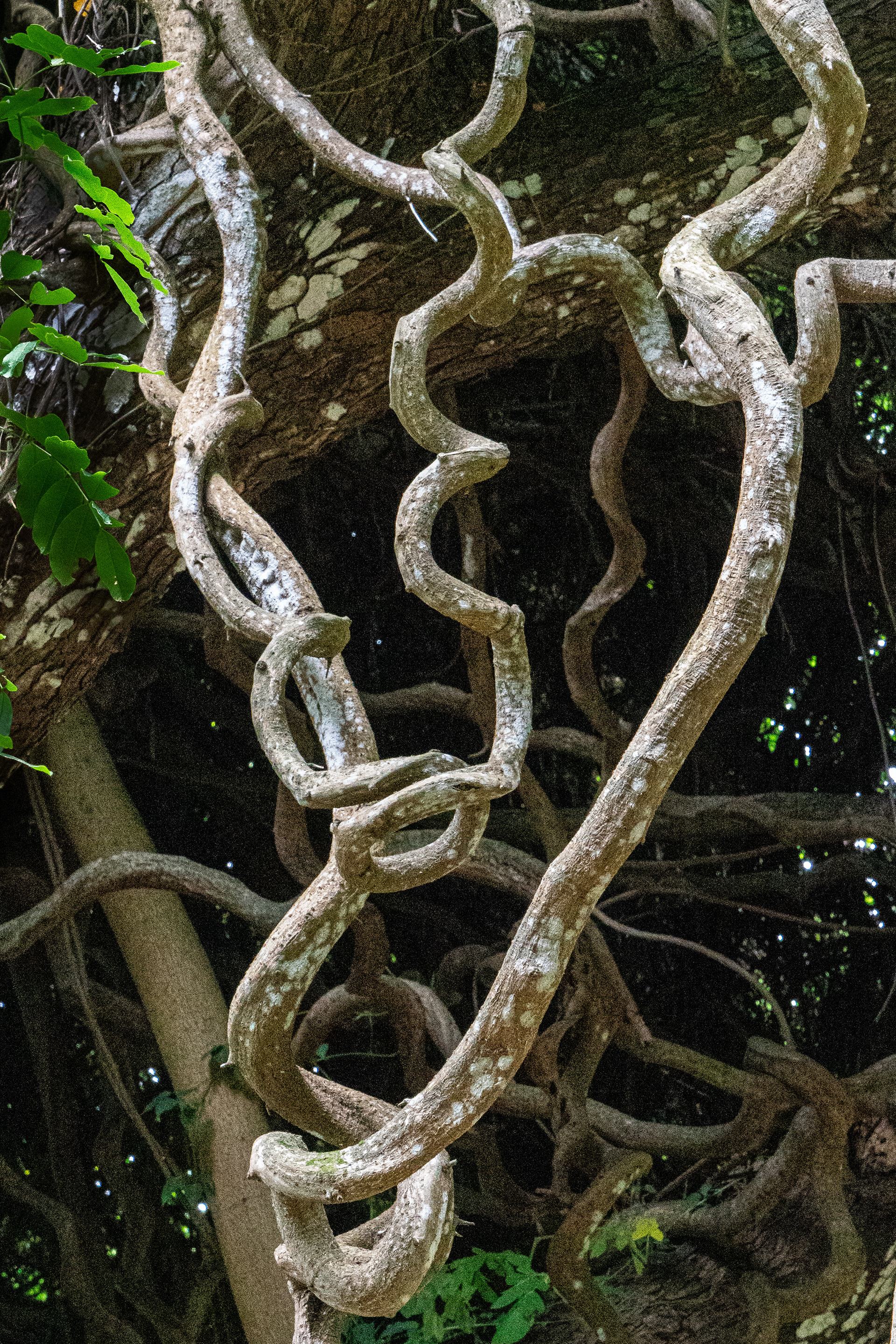 Allerton Garden, South Shore, Kauai, HIi