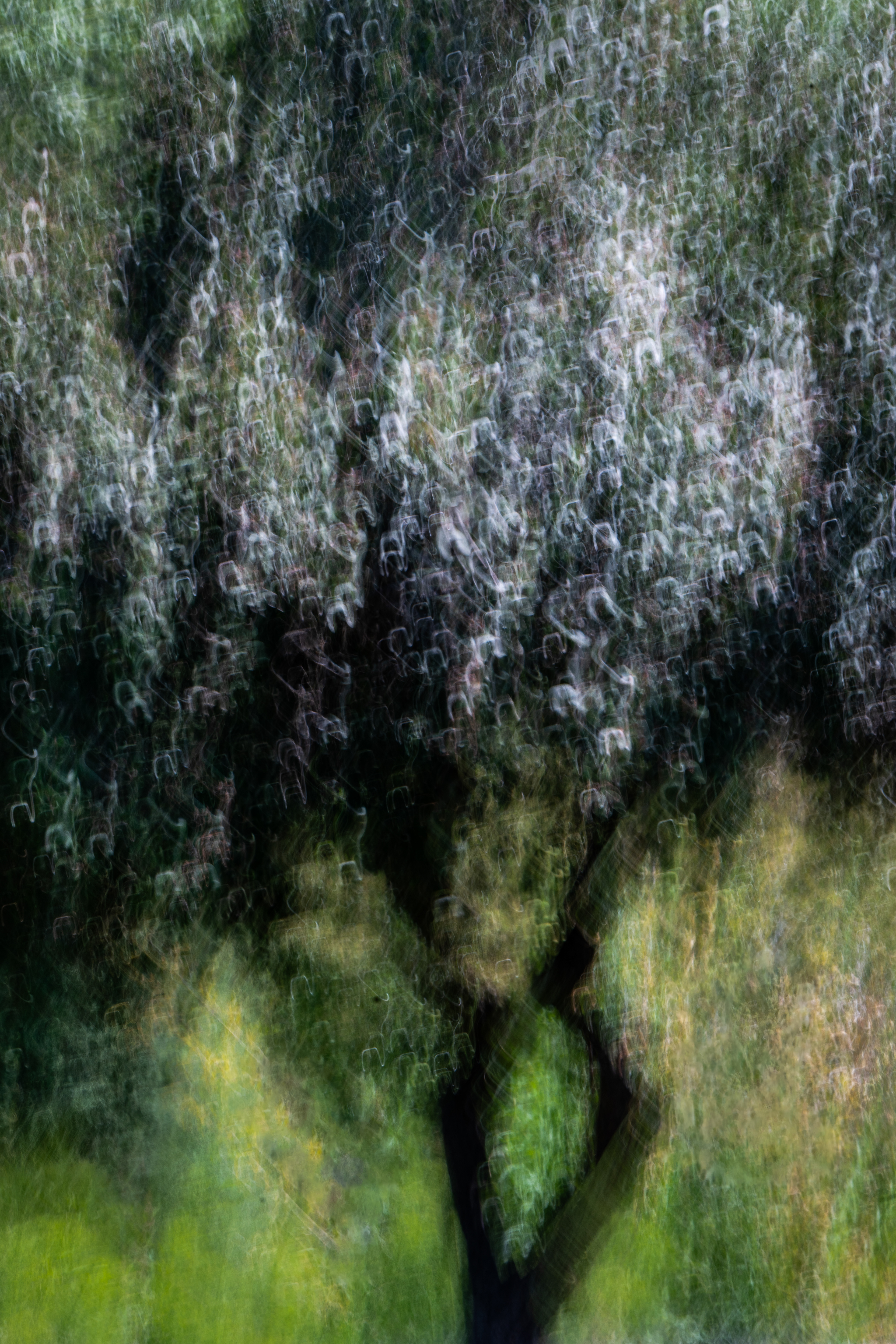 University of California Botanical Garden, Berkeley, CA