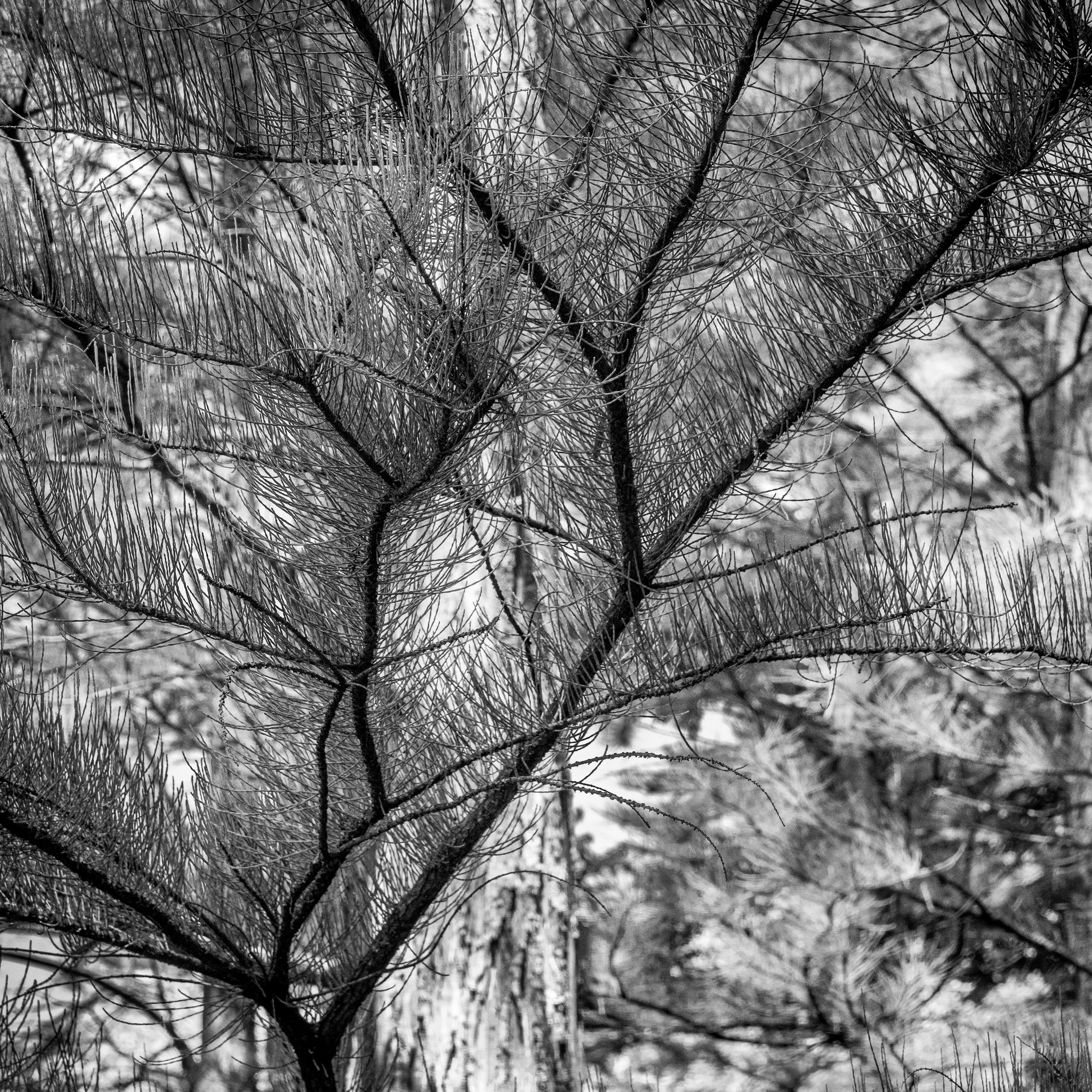 Longwood Gardens, Kennett Square, PA