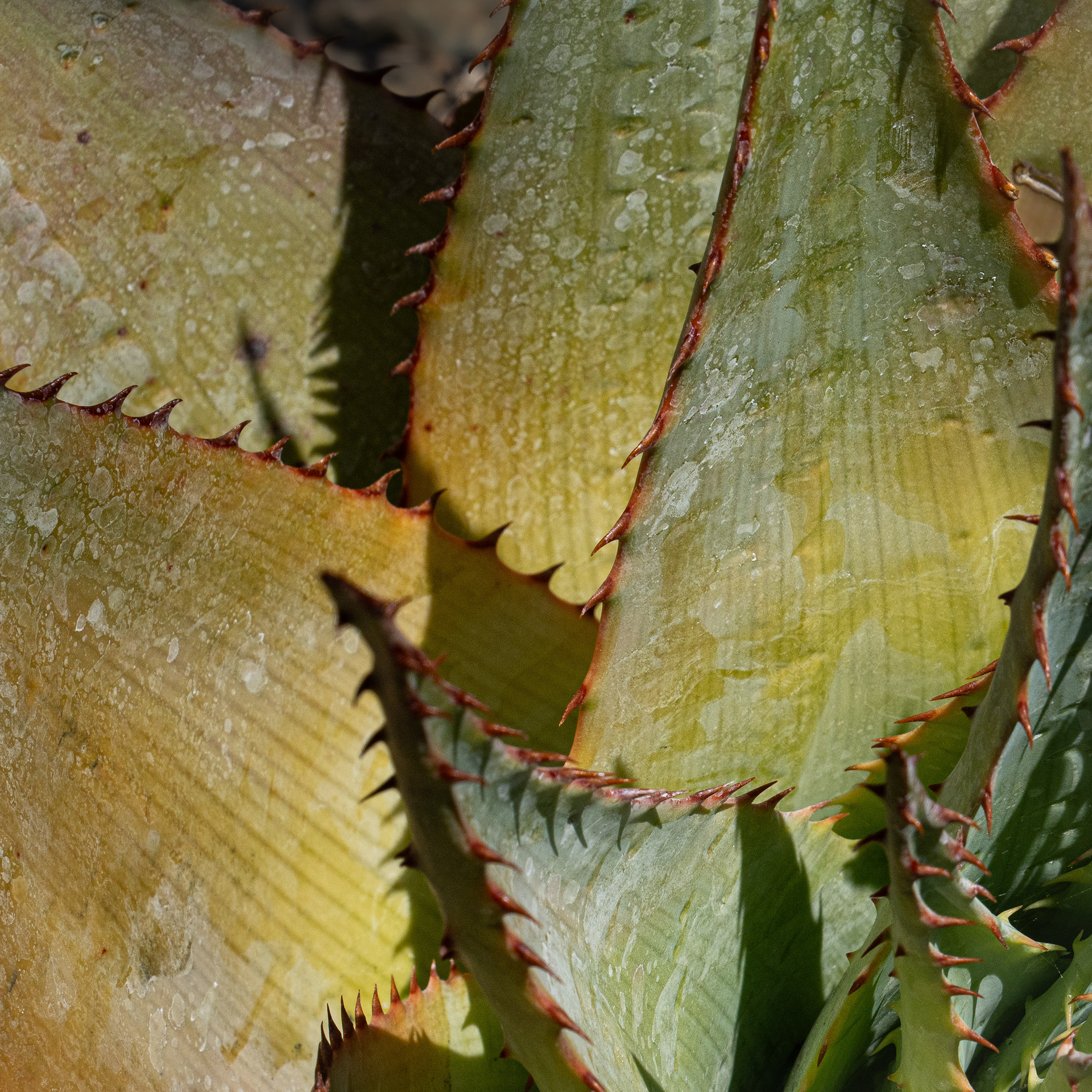 Ruth Bancroft Garden, Walnut Creek, CA