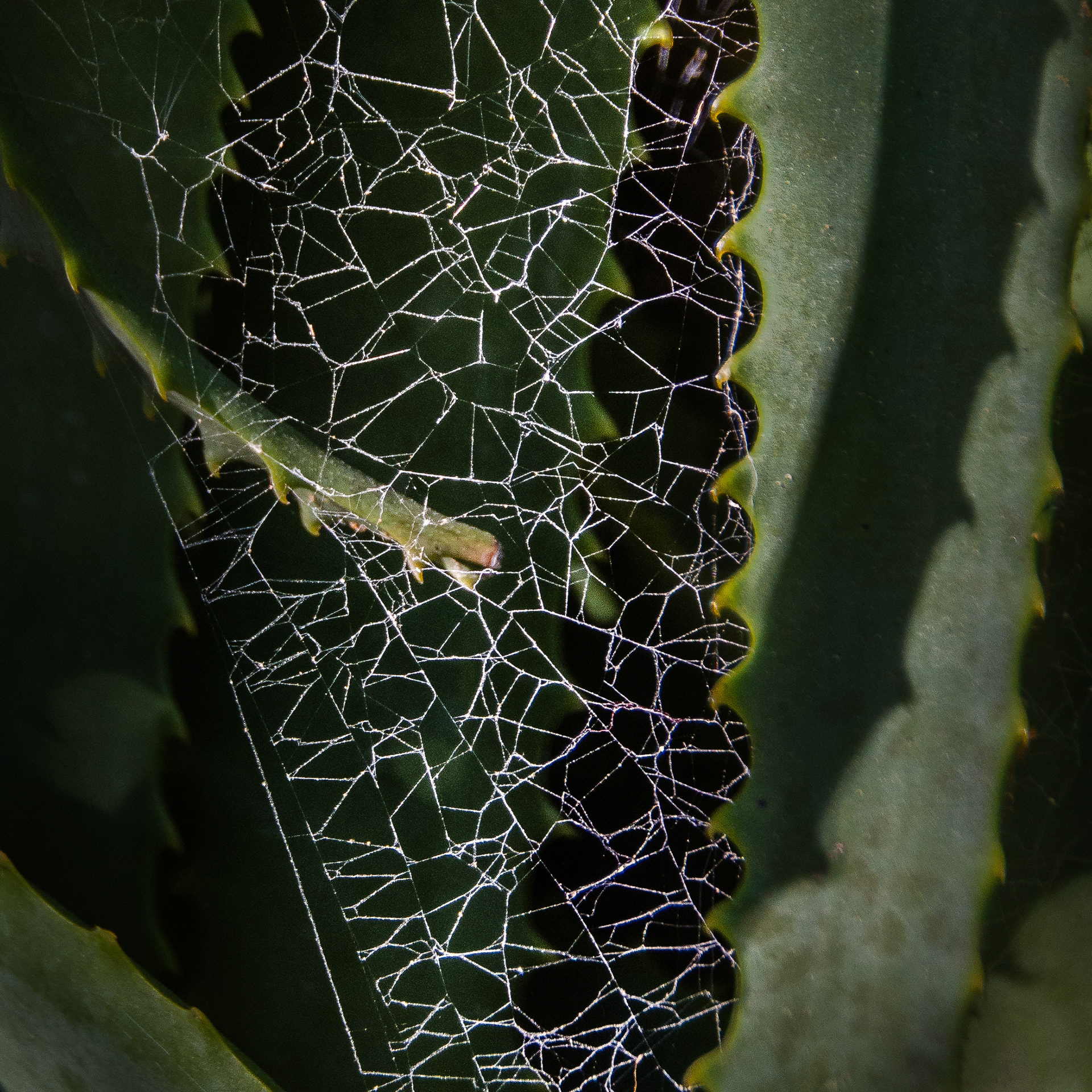Golden Gate Park, San Francisco, CA