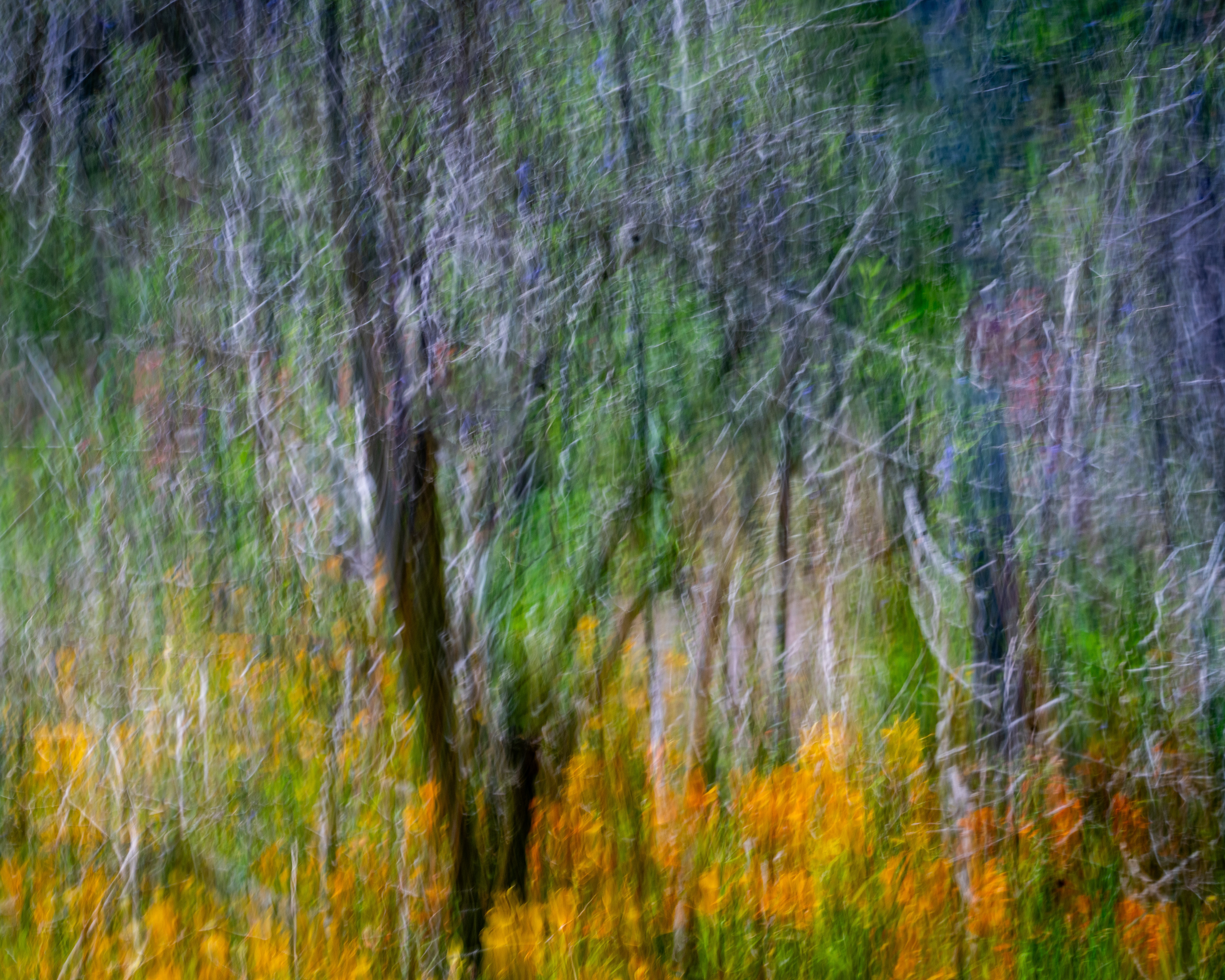 University of California Botanical Garden, Berkeley, CA