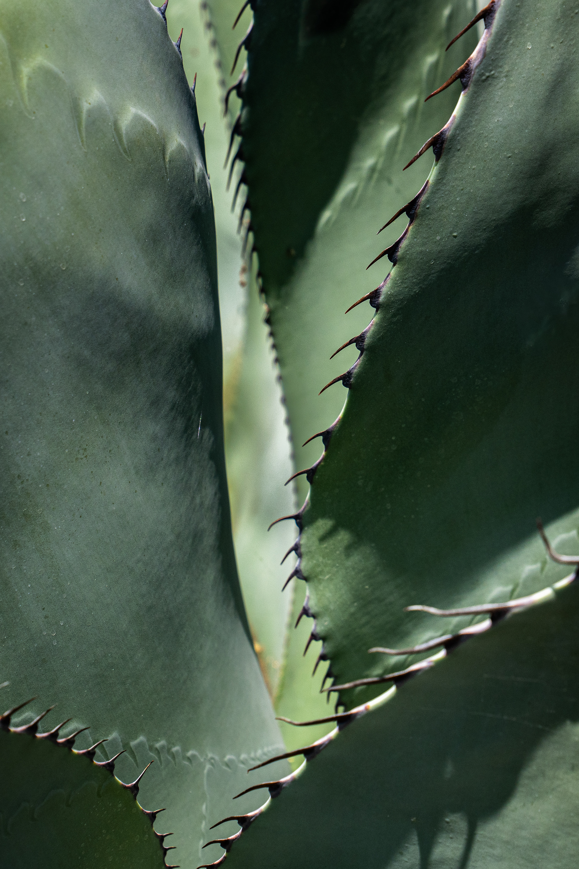 Ruth Bancroft Garden, Walnut Creek, CA