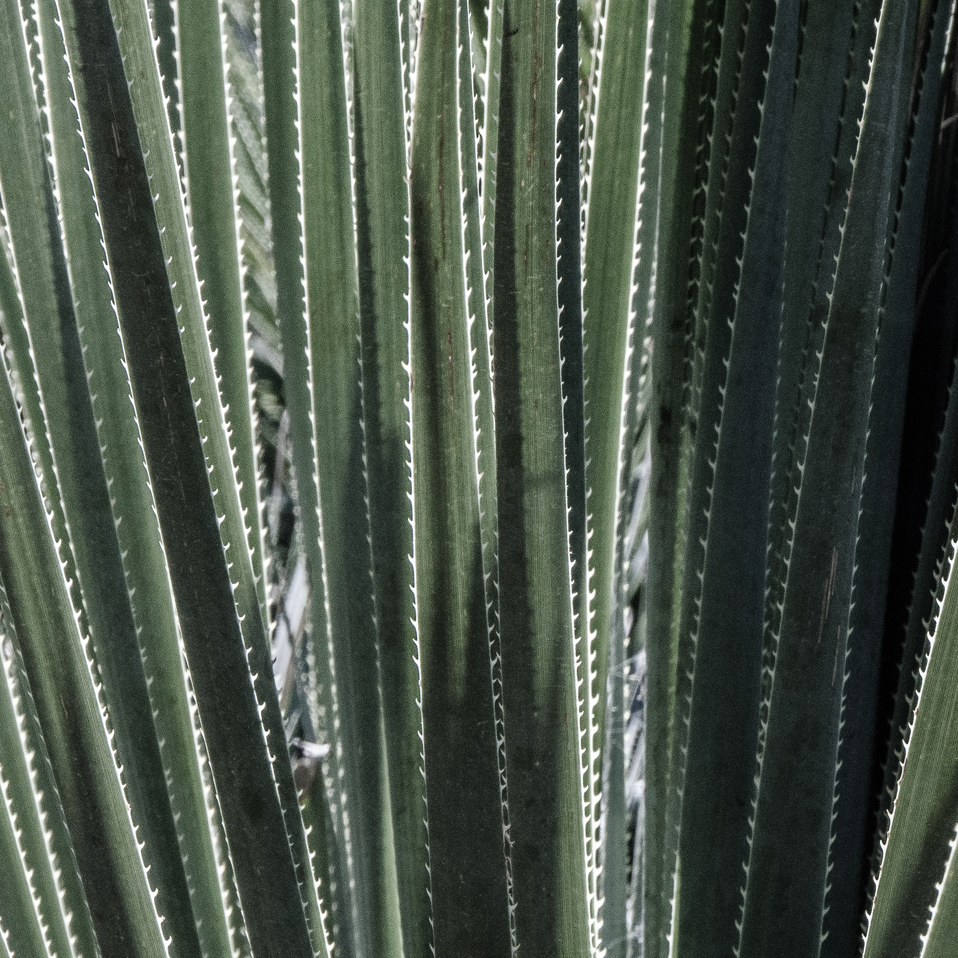 Golden Gate Park, San Francisco, CA