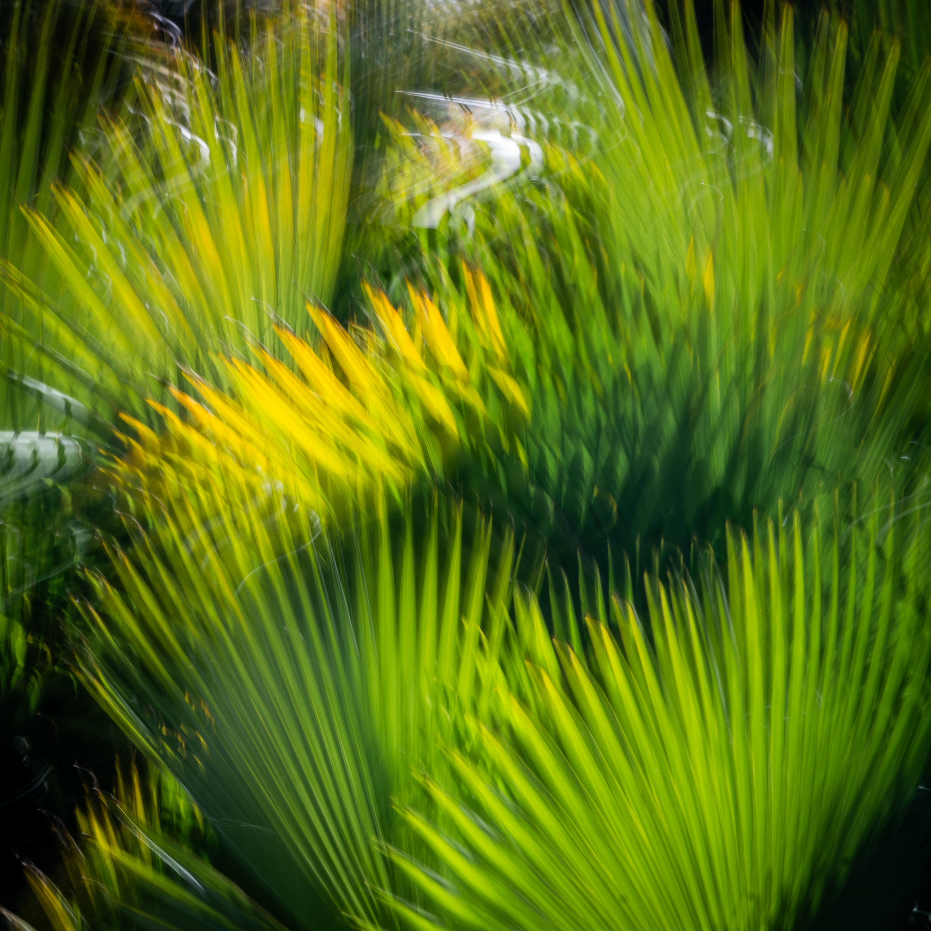 University of California Botanical Garden, Berkeley, CA