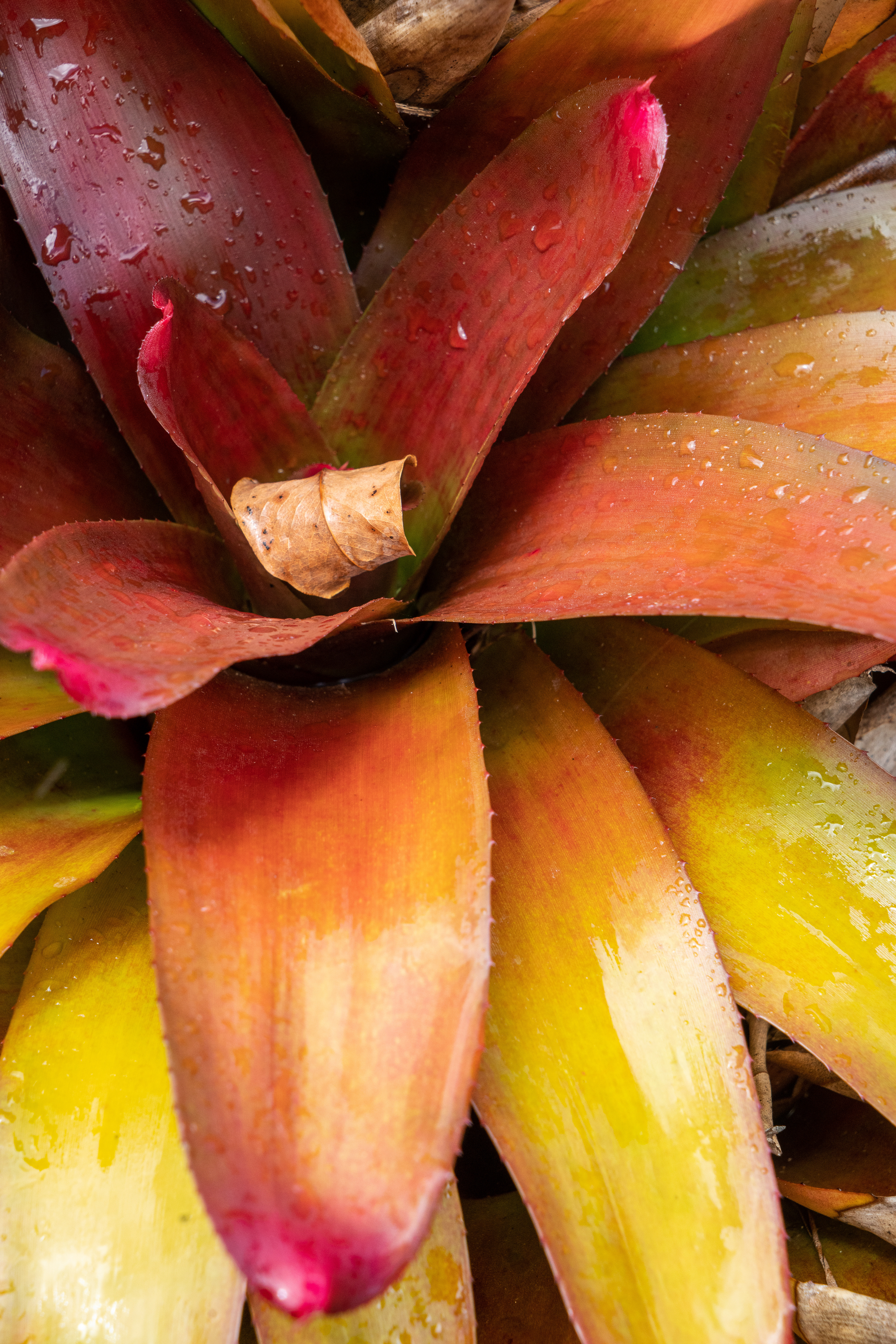 Allerton Garden, South Shore, Kauai, HIi