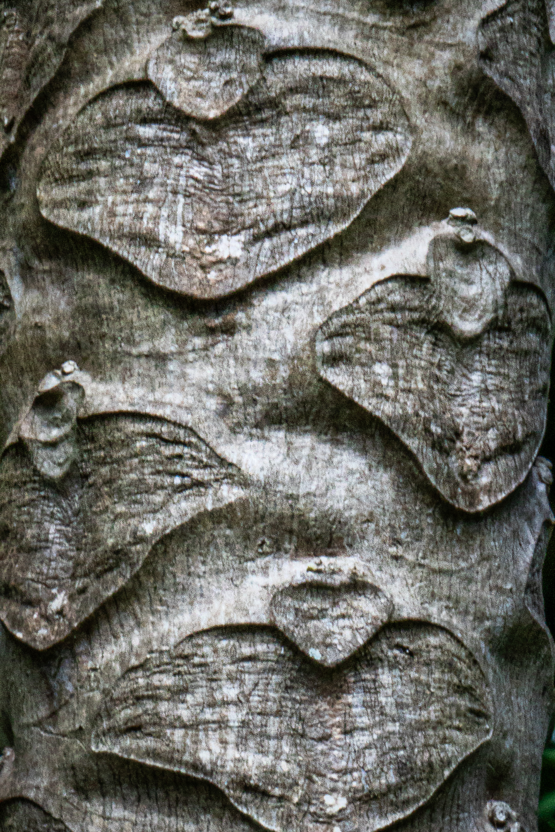 Allerton Garden, South Shore, Kauai, HIi