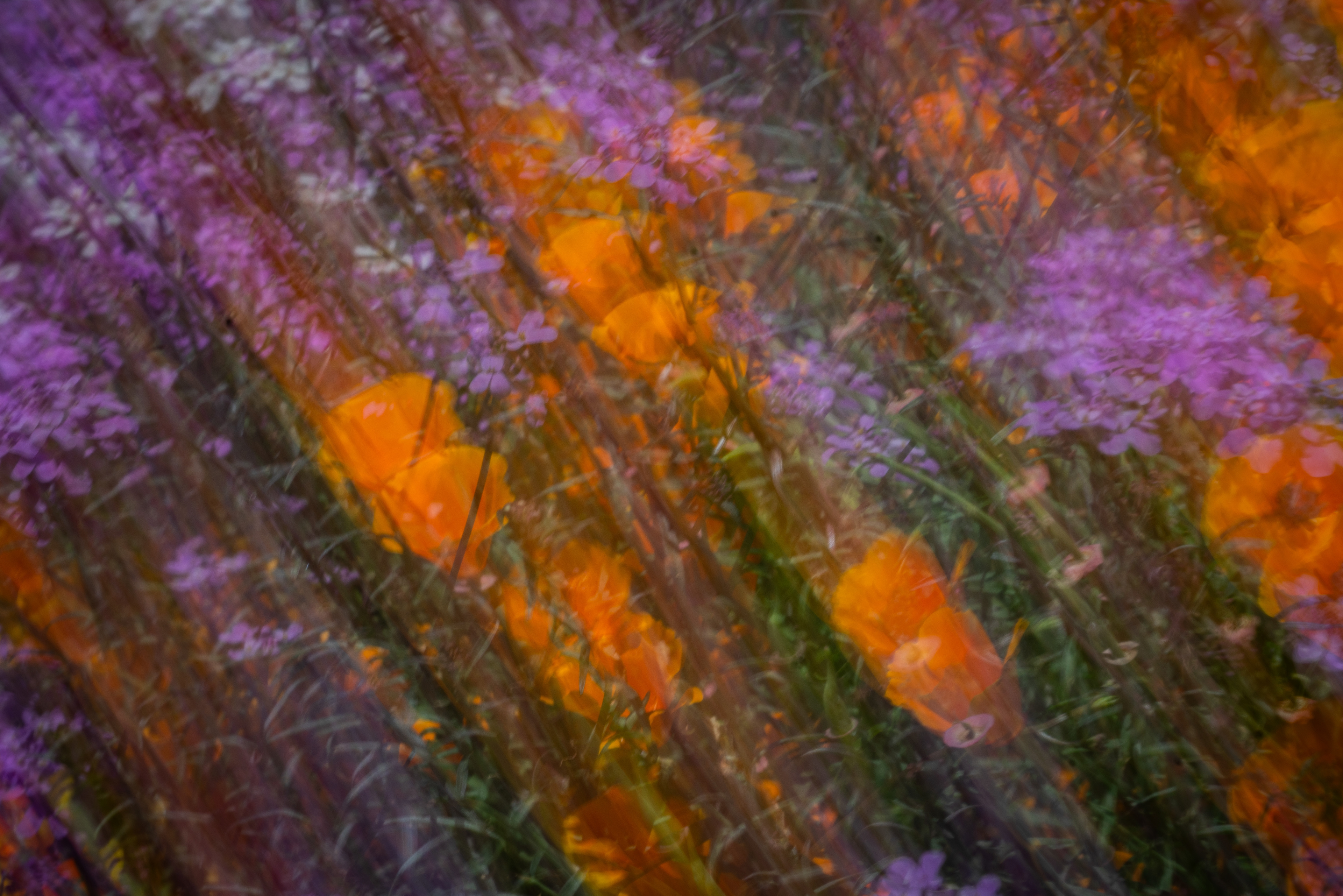 University of California Botanical Garden, Berkeley, CA