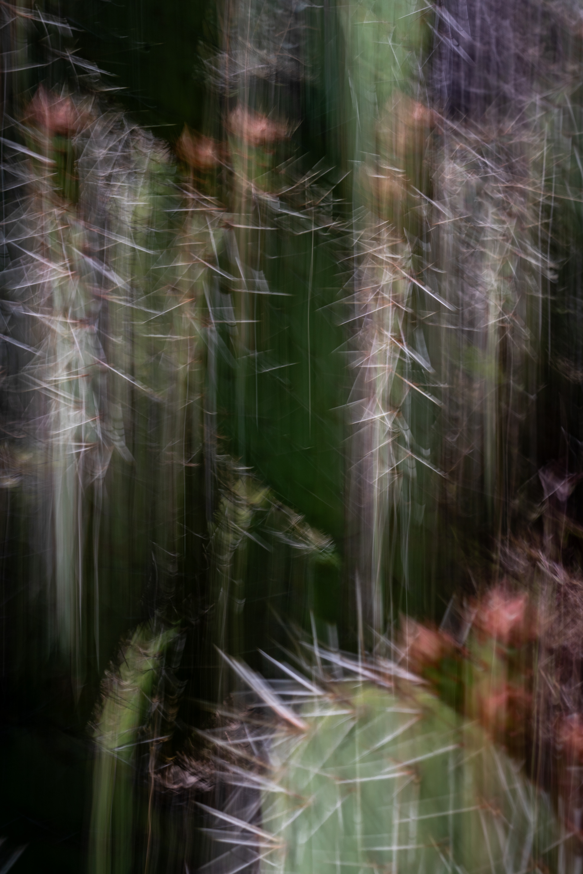 University of California Botanical Garden, Berkeley, CA